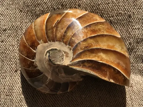 極美品マダガスカル産　オウムガイ化石　本物希少 貴重品　置物　限定1個　送料無料 新入荷〉マダガスカル産 オウムガイ化石（ノーチラス