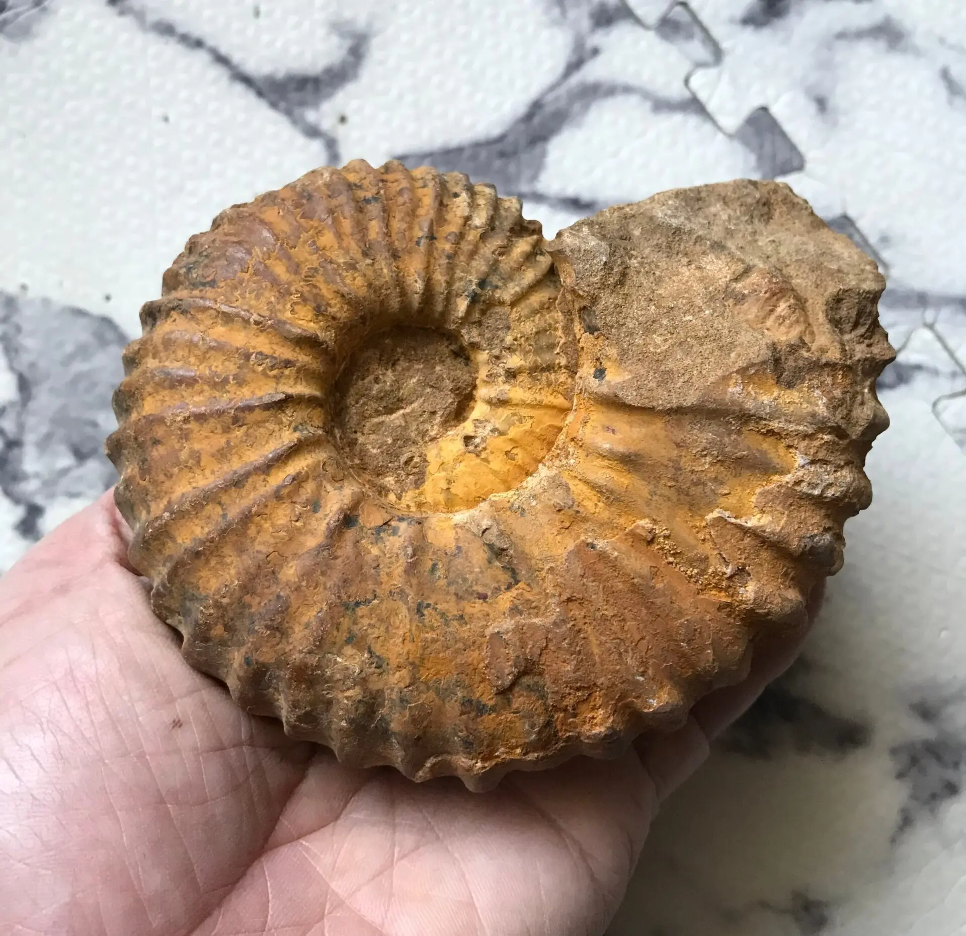 マダガスカル産 アンモナイト化石（キャライコセラス）クリーニング済