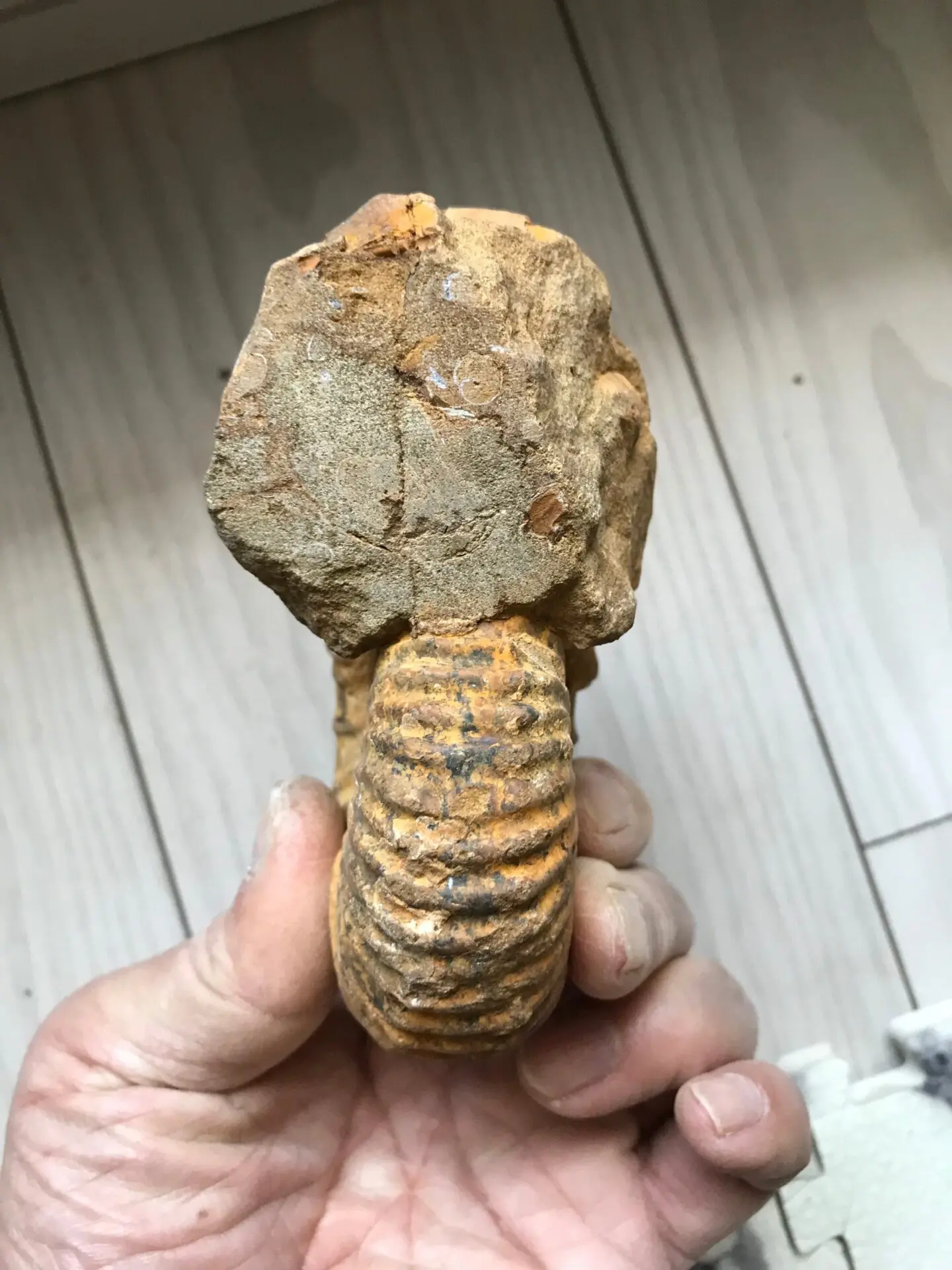 マダガスカル　メナベ産　アンモナイト化石　大サイズ　稀少 c84506778878cec45c2f3b6143f7a8