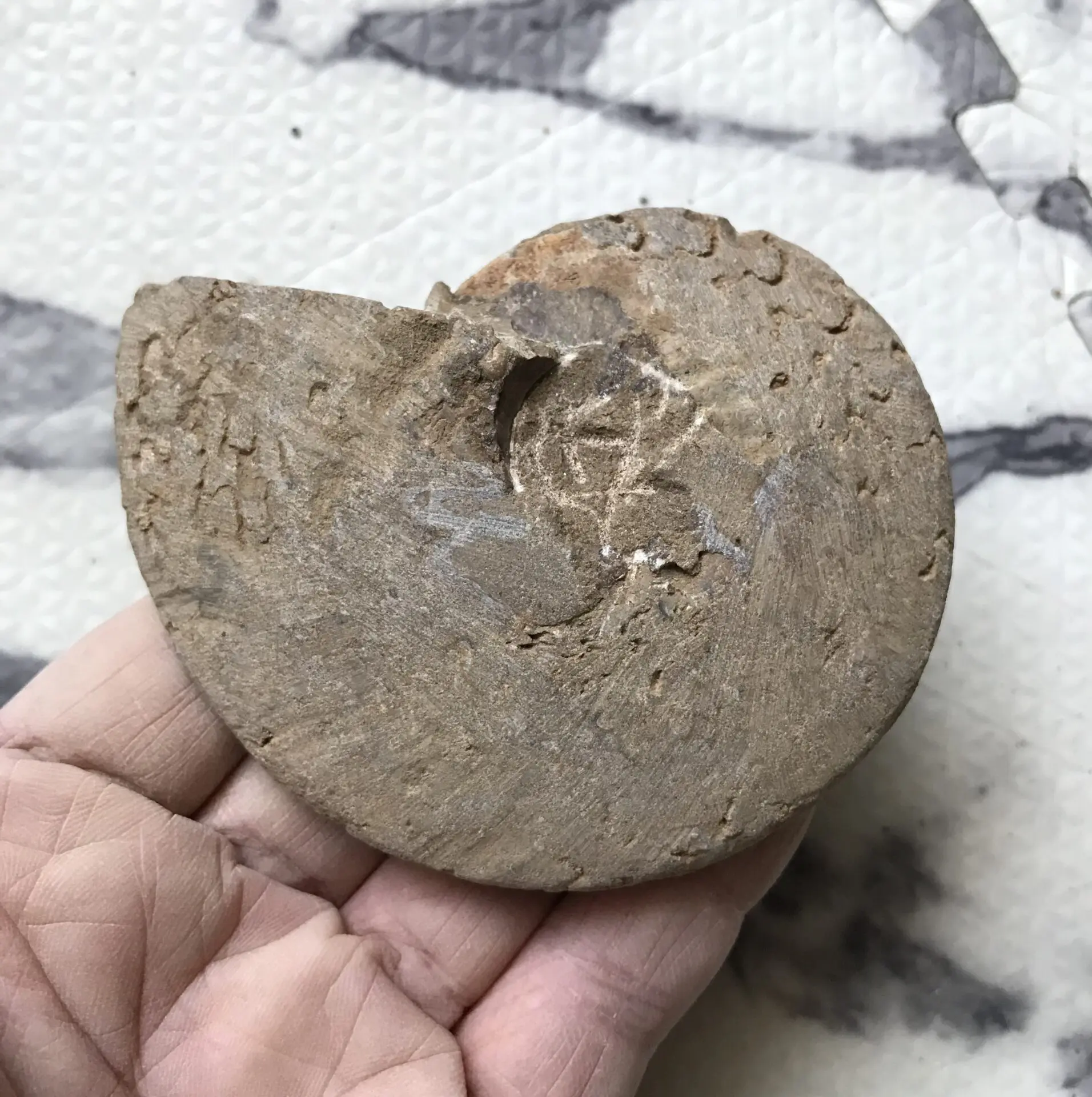 マダガスカル　メナベ産　アンモナイト化石　大サイズ　稀少 マダガスカル産 アンモナイト化石（キャライコセラス）特大