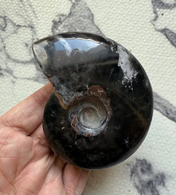 マダガスカル産 ブラックアンモナイト化石 磁力あり | 虹色南瓜