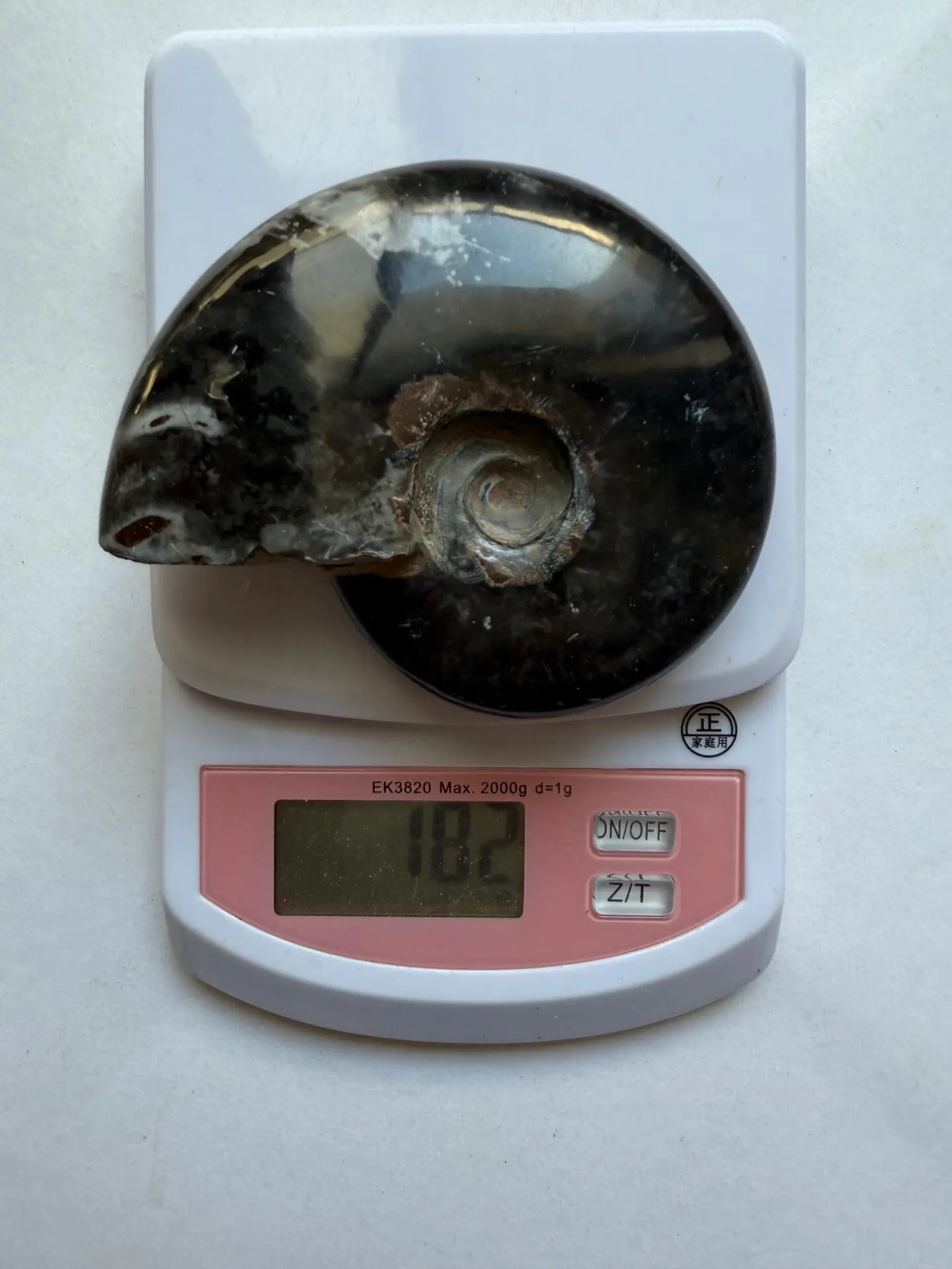 マダガスカル産 ブラックアンモナイト化石 磁力あり | 虹色南瓜