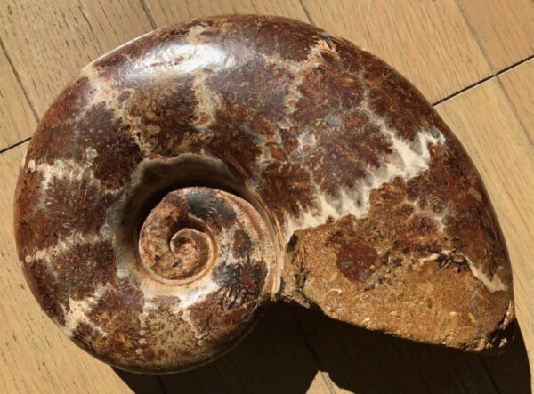 マダガスカル産　アンモナイト化石（リトセラス）特大サイズ