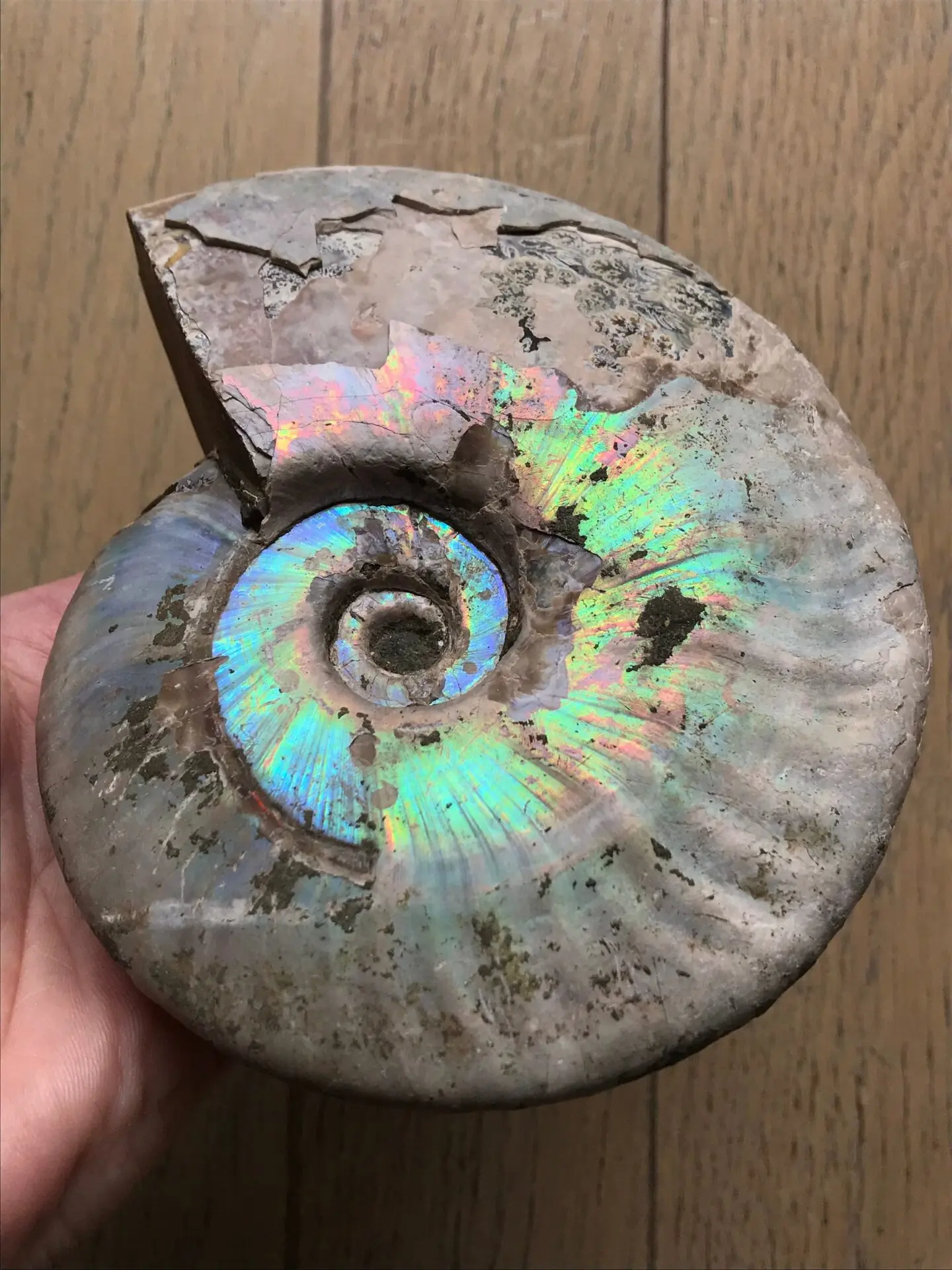 マダガスカル産アンモナイト マダガスカル産アンモナイトの化石（スライス） 3ペア｜天然石ビーズの