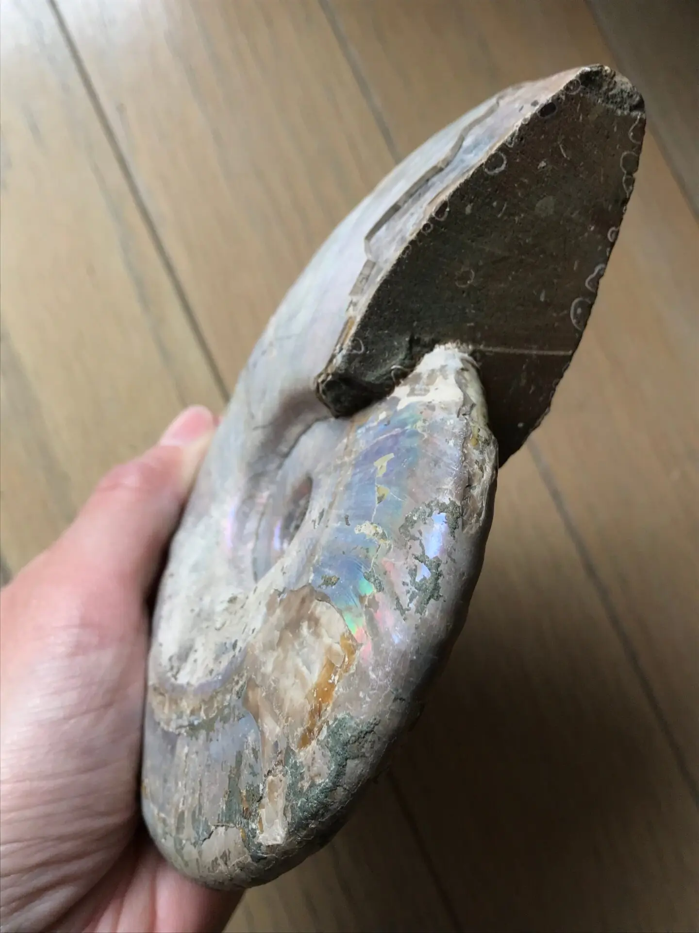 マダガスカル産 マダガスカル産遊色虹色アンモナイト-青