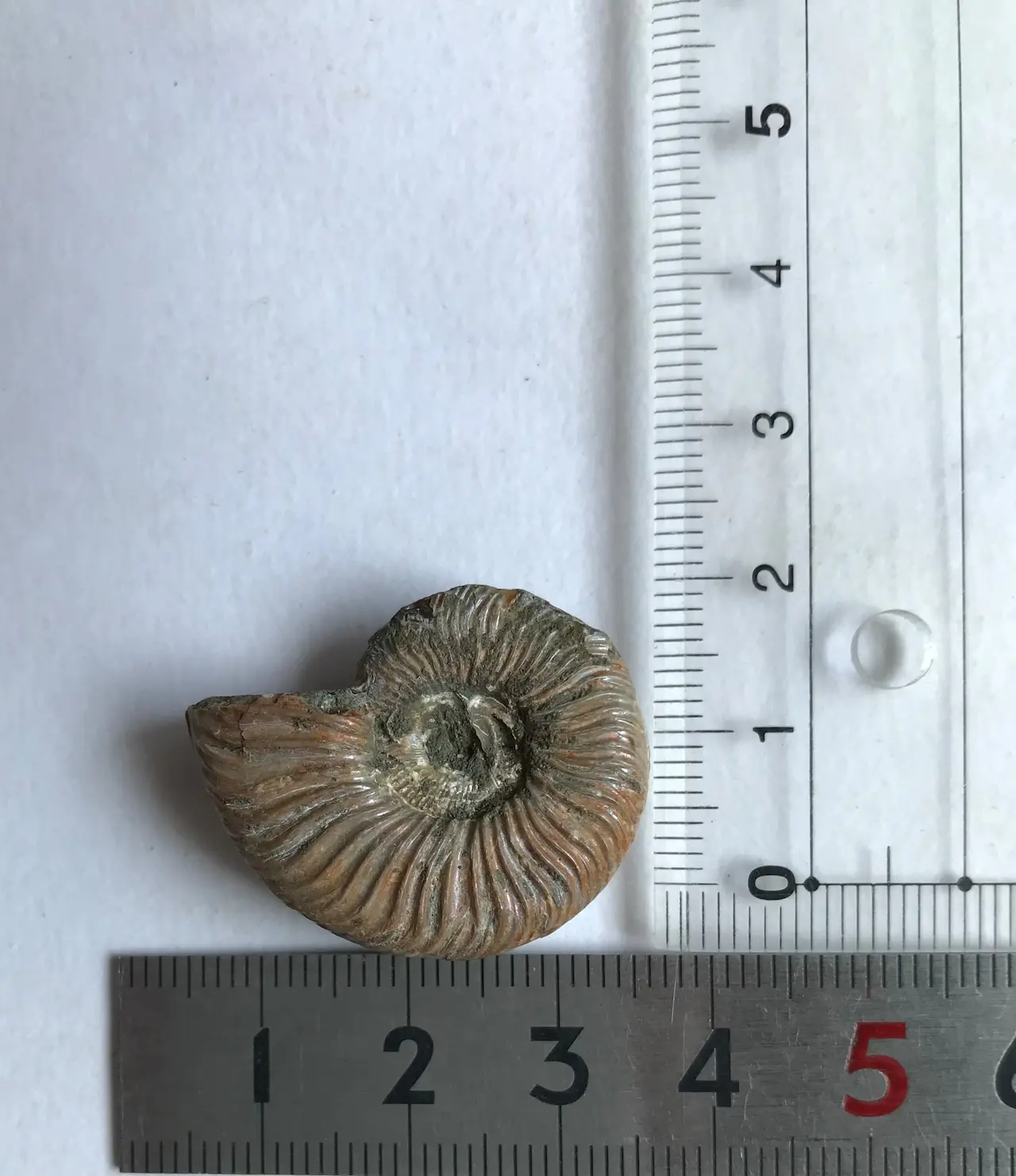 マダガスカル産 アンモナイト化石青（ウミシネノセラス）大サイズ 稀少
