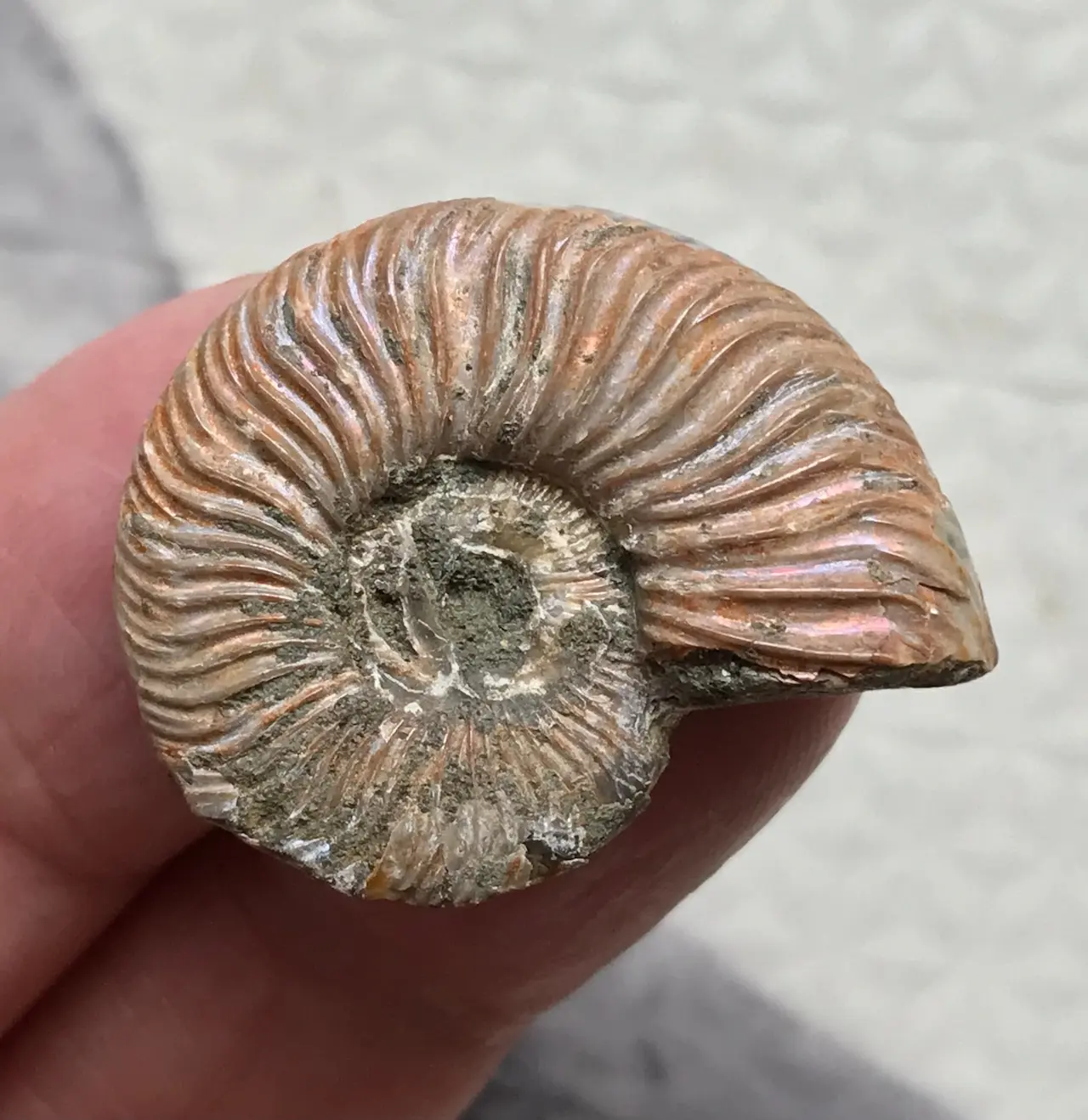 マダガスカル産 アンモナイト化石青（ウミシネノセラス）大サイズ 稀少
