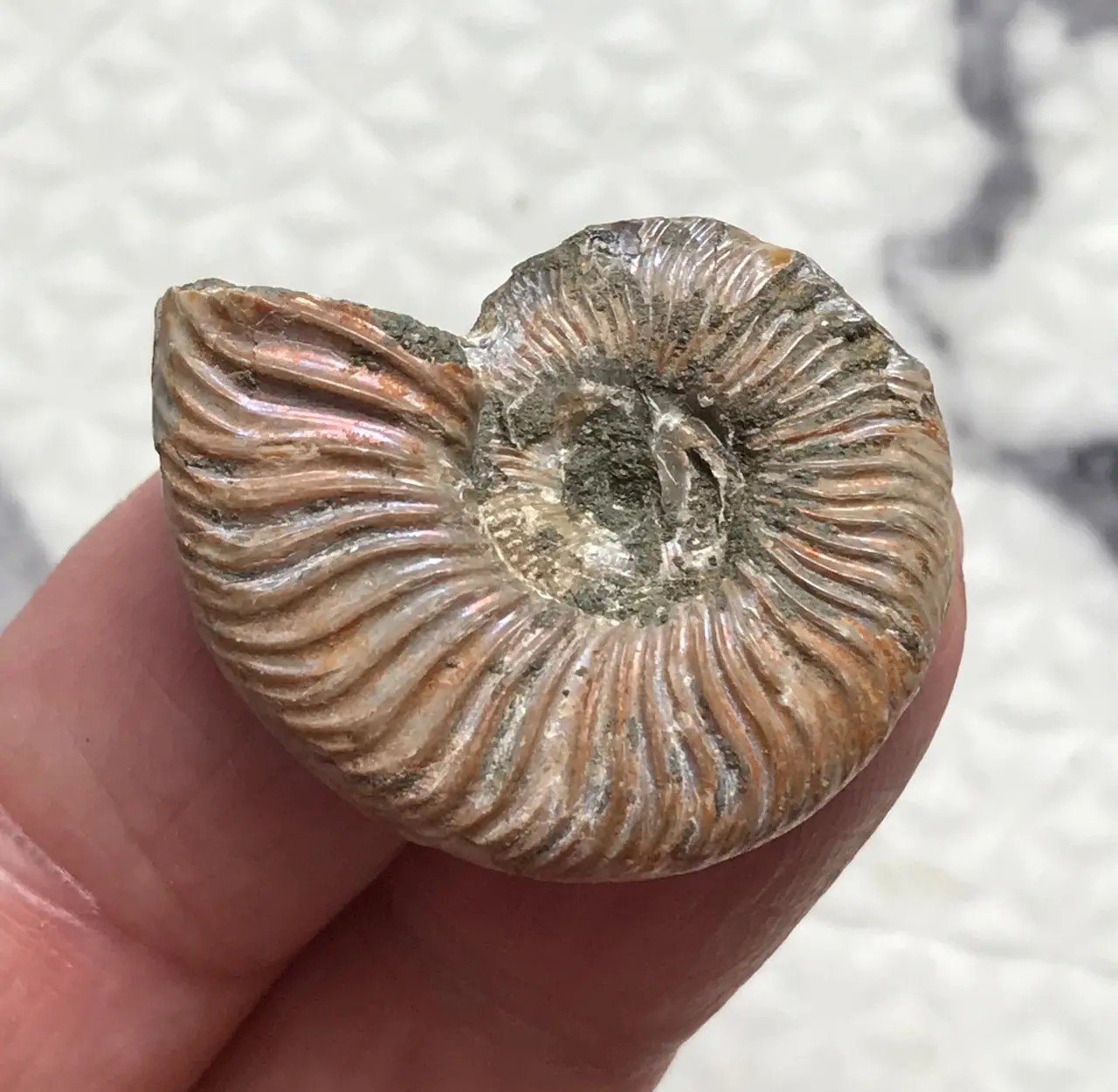マダガスカル産 アンモナイト化石青（ウミシネノセラス）大サイズ 稀少