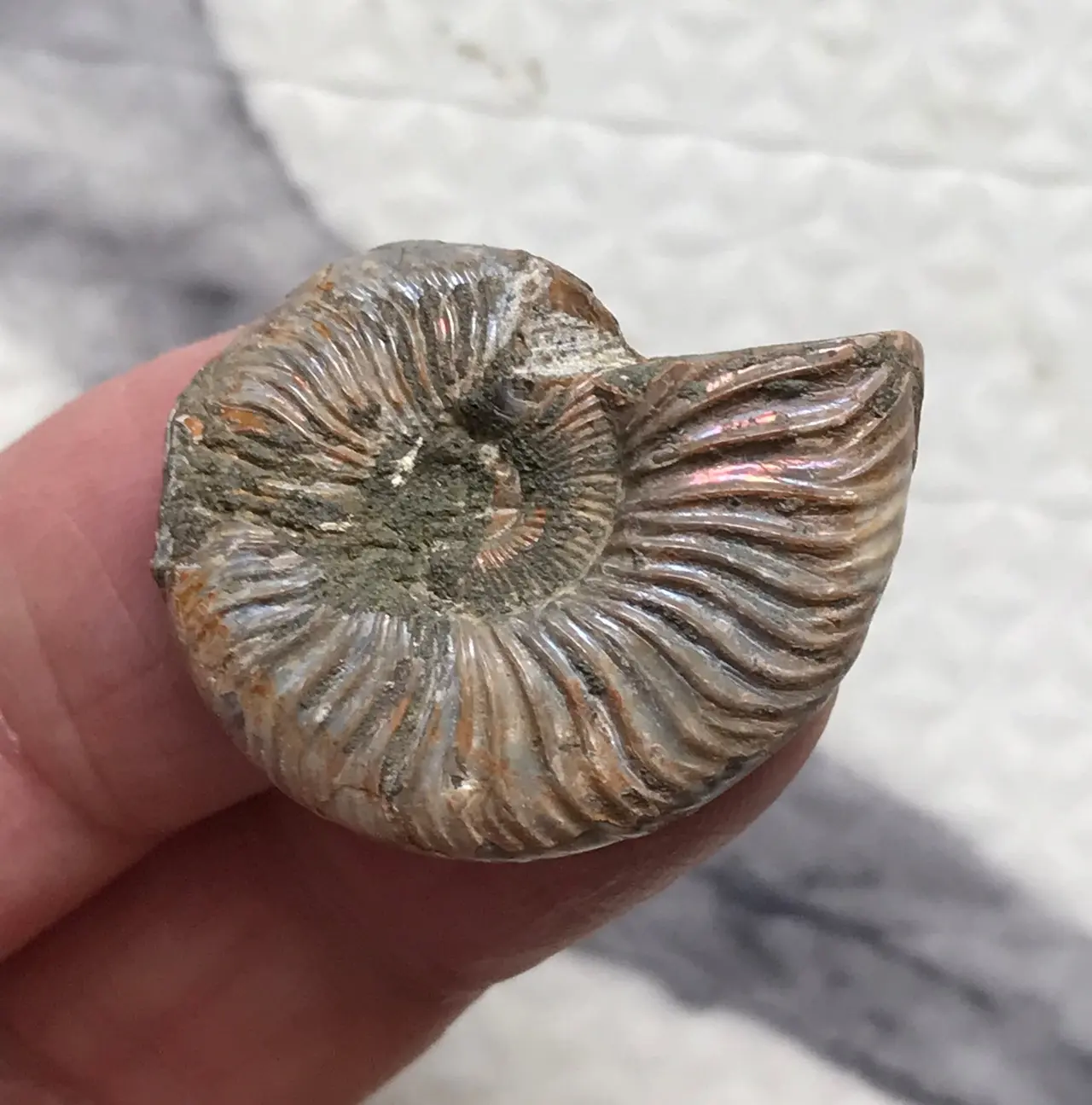 マダガスカル産 アンモナイト化石青（ウミシネノセラス）大サイズ 稀少