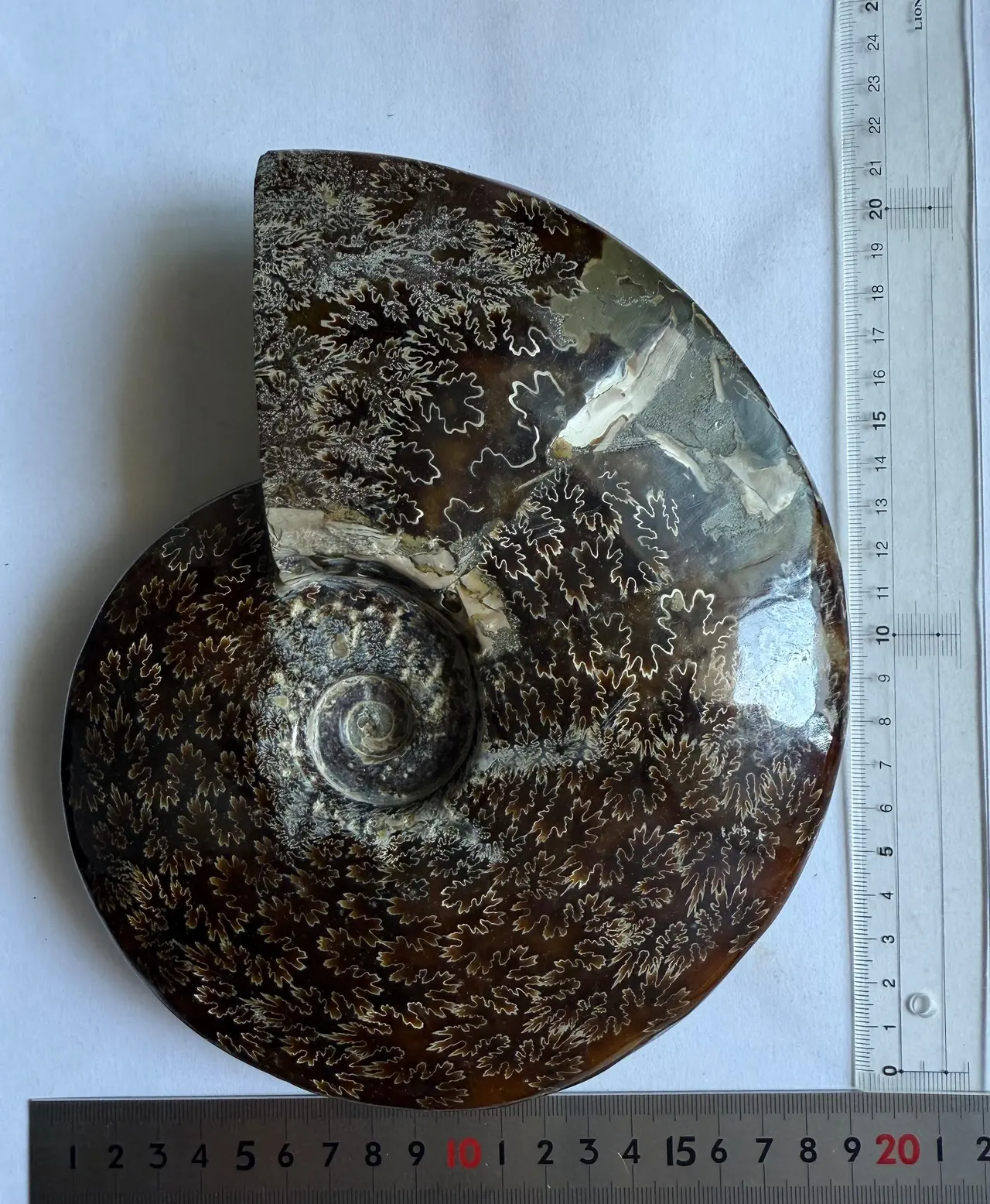 マダガスカル産直輸入　縫合線の浮き出るアンモナイト化石　 クリオニセラス　特大博物館サイズ