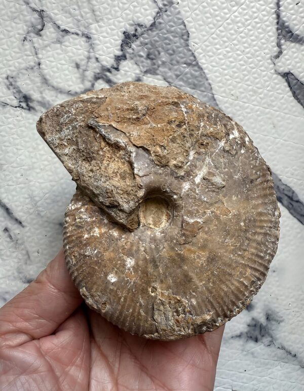 マダガスカルメナベ産 茶褐色アンモナイト-マクロセファリテス（Macrocephalites sp）巨大個体