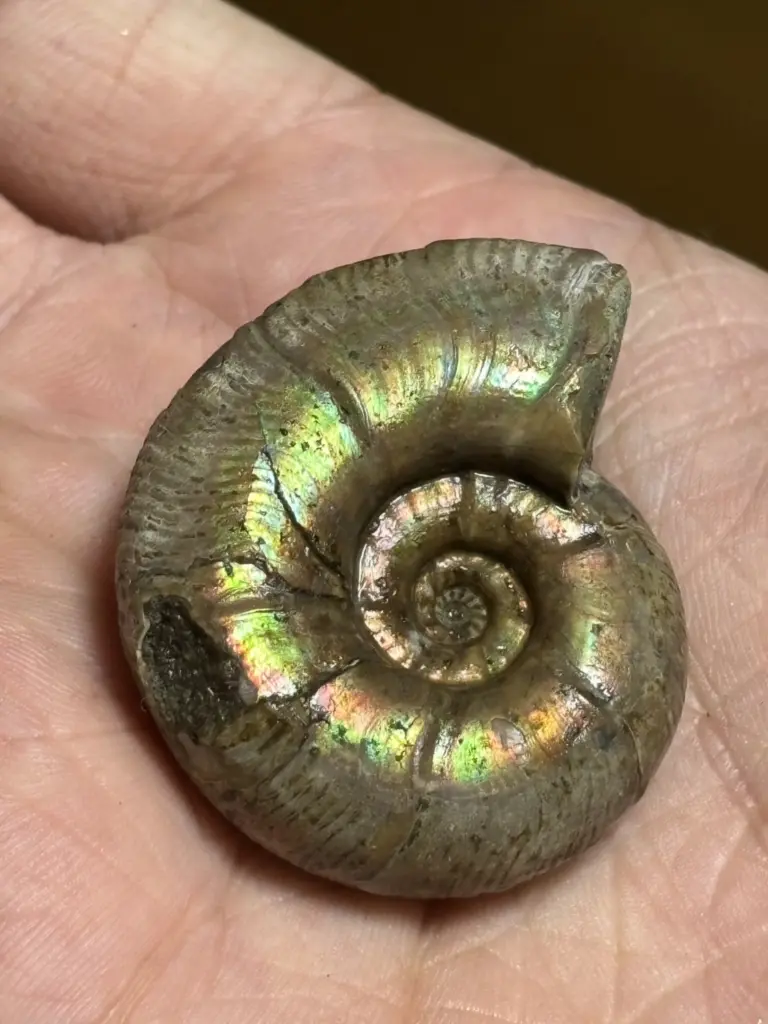 マダガスカル アンモナイト プゾシア クリーニング