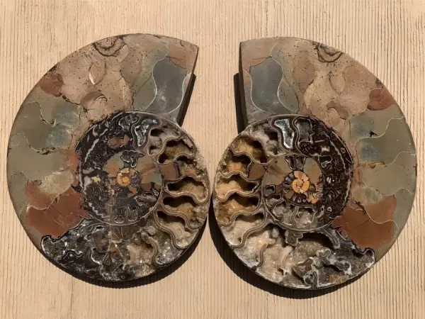 マダガスカル産 アンモナイト化石結晶化（クリオニセラス） スライス