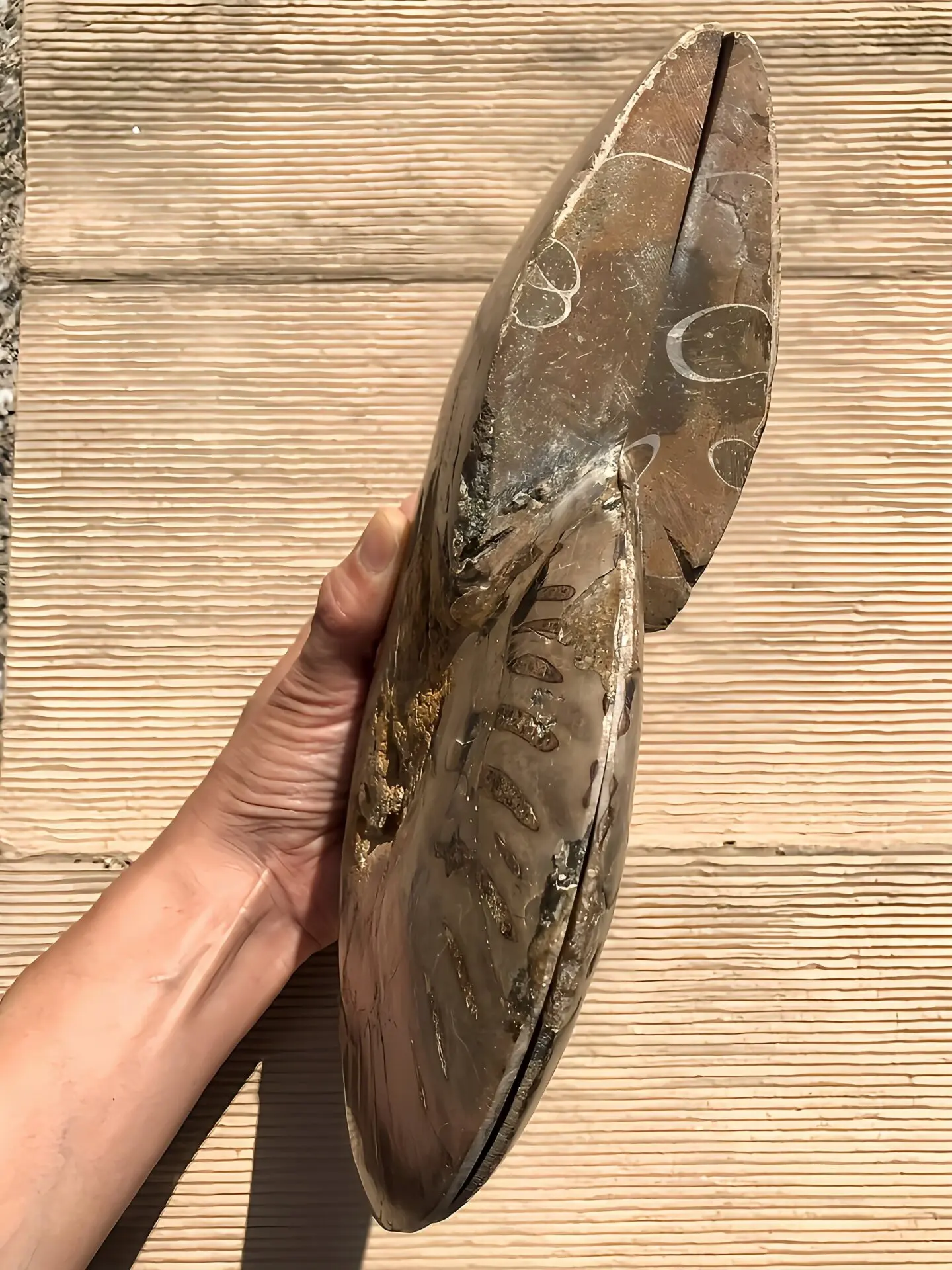 マダガスカル産　アンモナイト化石青（クリオニセラス）　スライス　裁断　超特大個体 マダガスカル産 アンモナイト化石結晶化（クリオニセラス） スライス