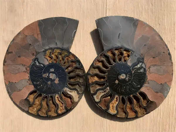 マダガスカル産ブラックアンモナイト化石 裁断 スライス 超特大個体