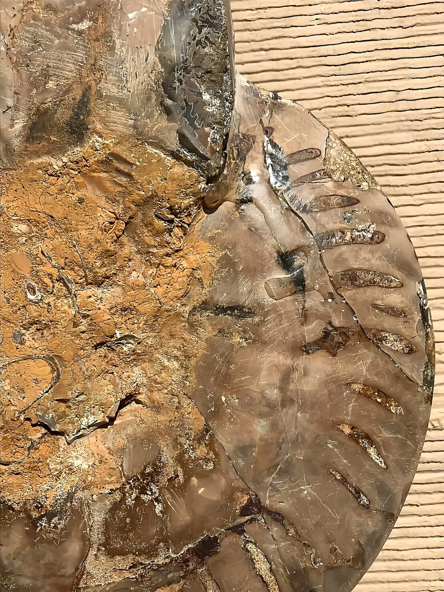 マダガスカル産 アンモナイト化石結晶化（クリオニセラス） スライス