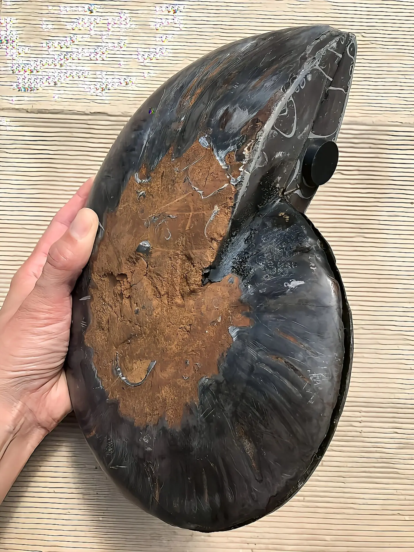 【限定出品】マダガスカル産　ブラックアンモナイト　スライス　裁断　博物館サイズ 限定出品】マダガスカル産 ブラックアンモナイト スライス 裁断