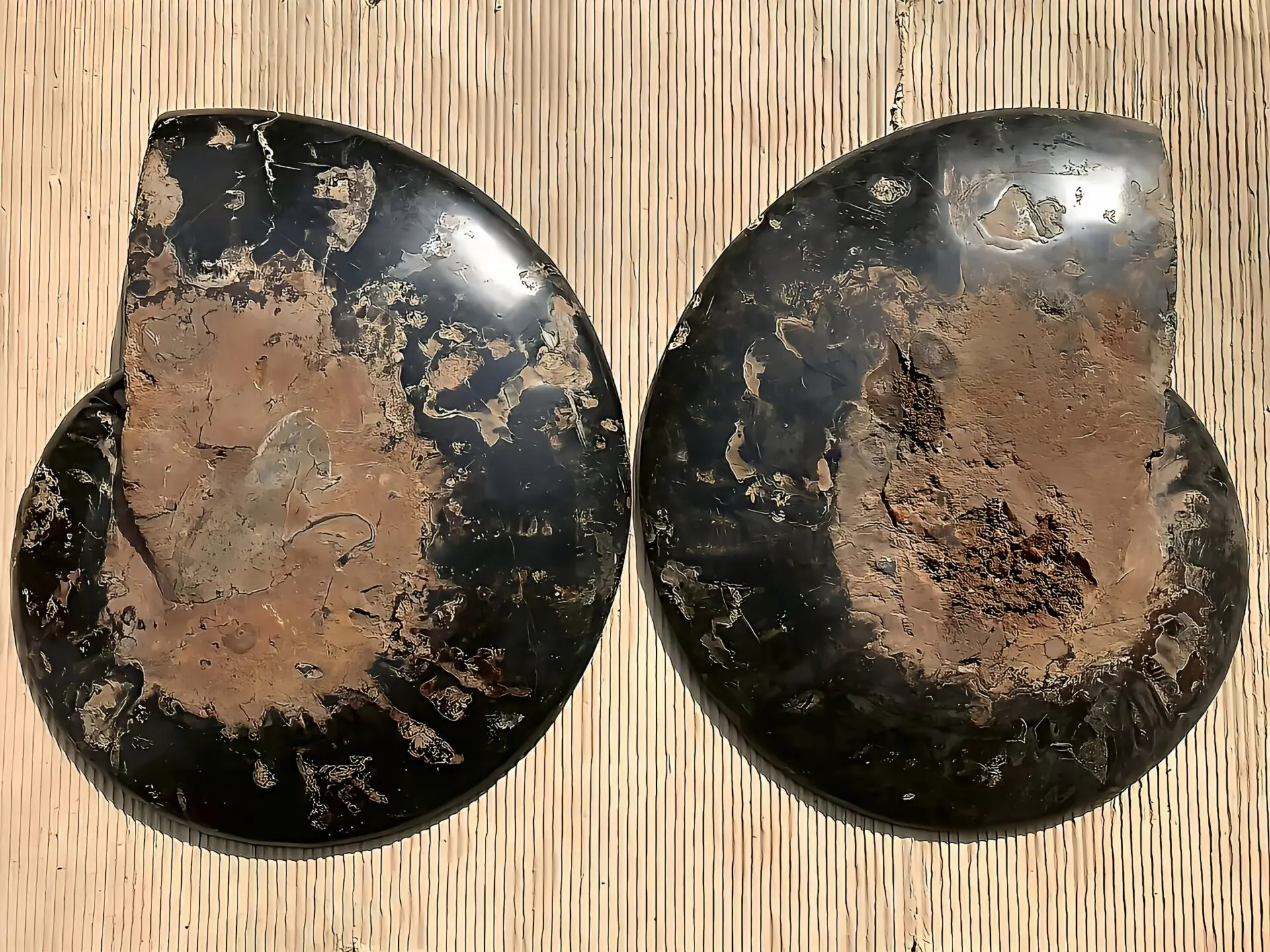 マダガスカル産ブラックアンモナイト化石 裁断 スライス 超特大個体