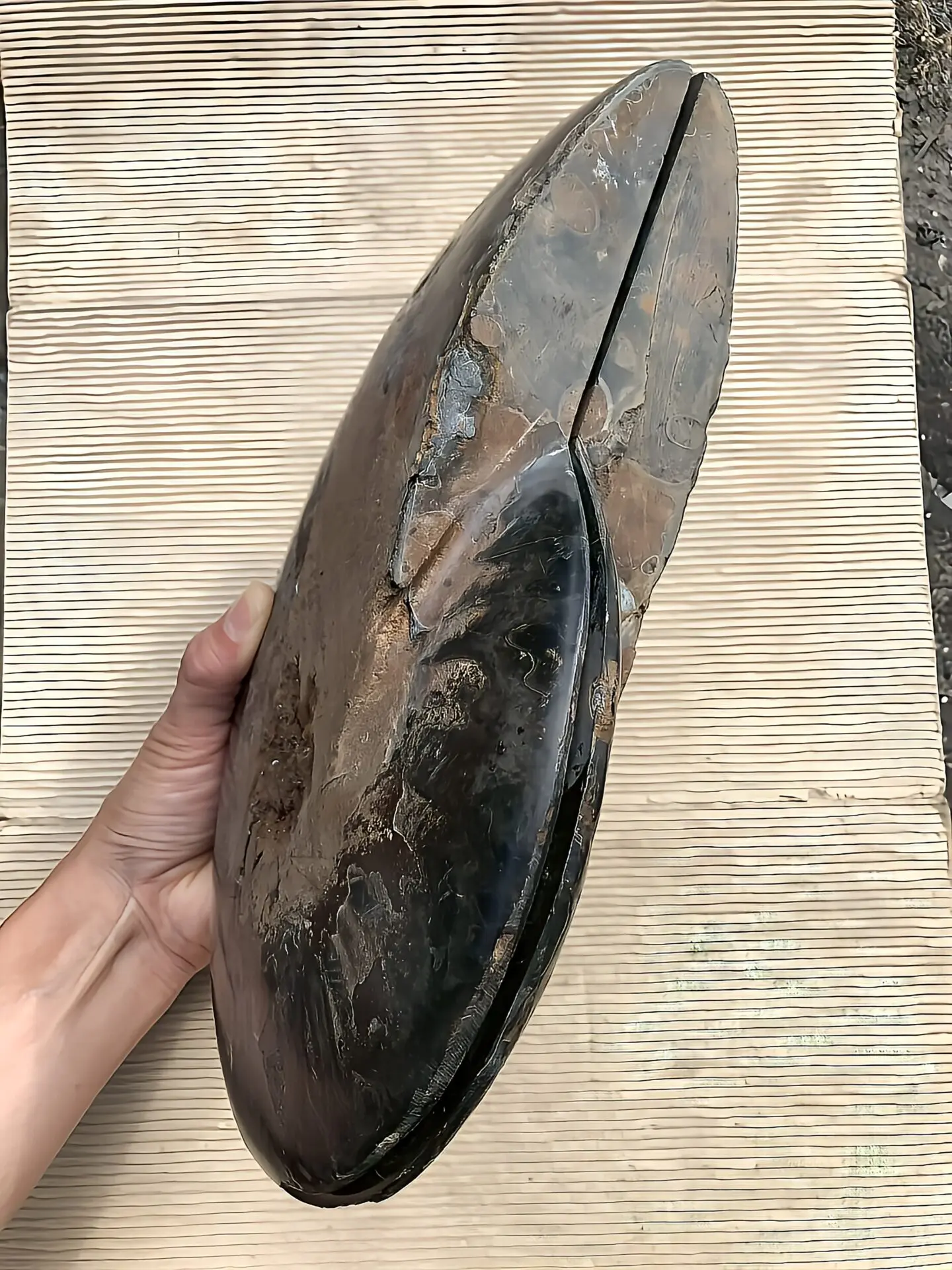 【限定出品】マダガスカル産　ブラックアンモナイト化石　裁断　スライス　超特大個体 マダガスカル産ブラックアンモナイト化石 裁断 スライス 超特大