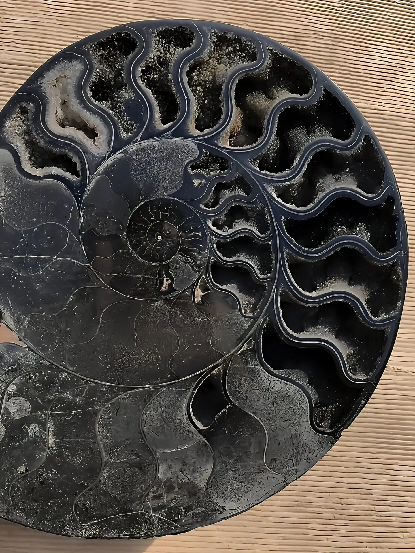 【限定出品】マダガスカル産　ブラックアンモナイト　スライス　裁断　博物館サイズ マダガスカル産ブラックアンモナイト化石 裁断 スライス 超特大