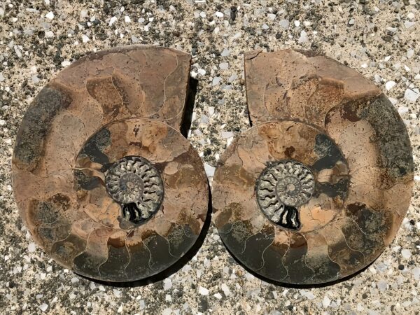マダガスカル産　アンモナイト化石（クリオニセラス）裁断　スライス　超特大個体　へそ修復あり