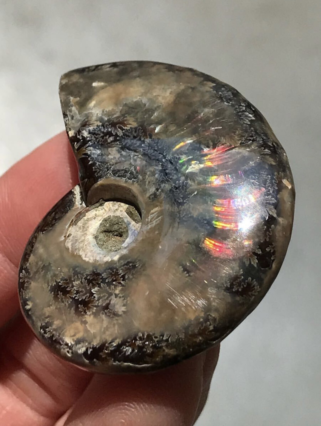 マダガスカル産虹色オパール化アンモナイト 20g 4.4cm、1円スタート、赤緑黄色へそ青発色個体