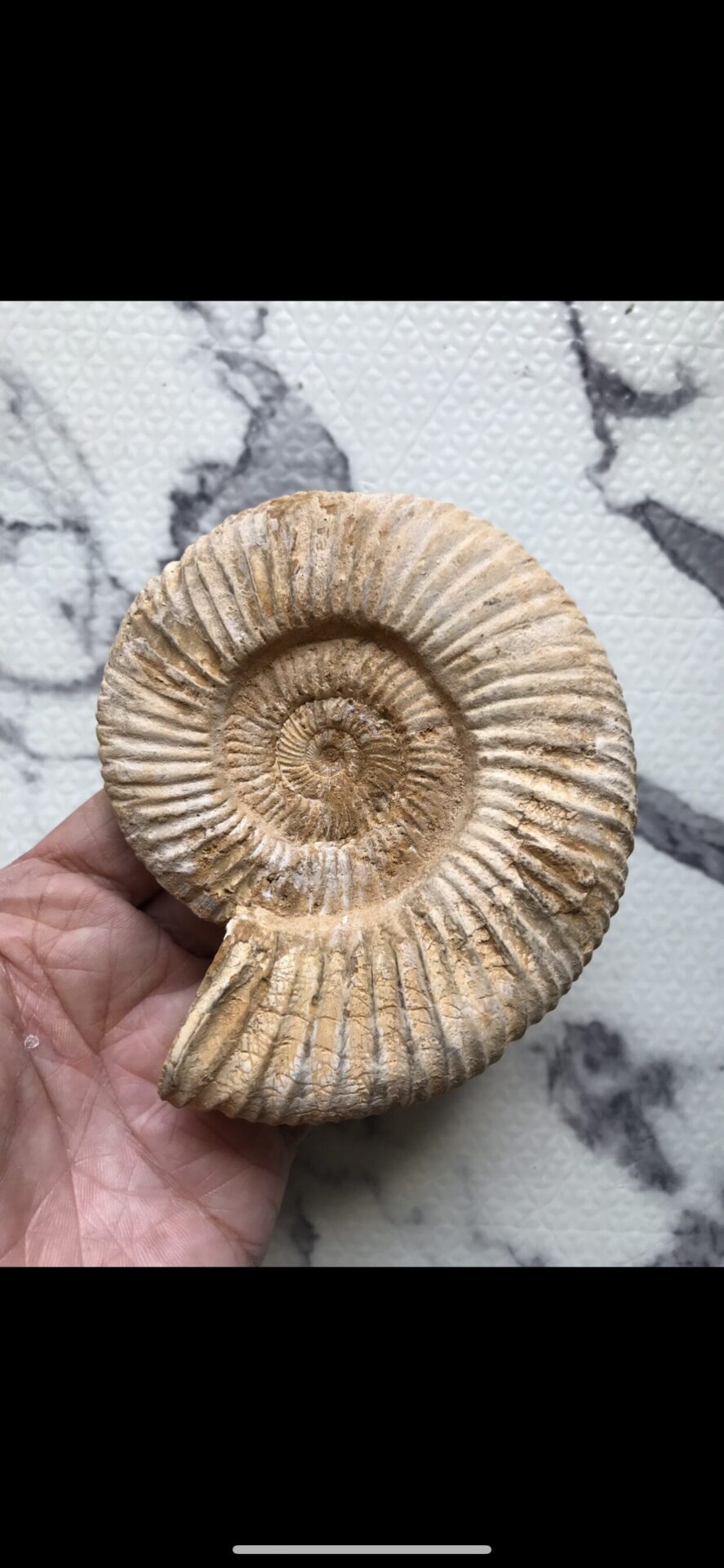 マダガスカル産 褐色アンモナイト-茶ペリスフィンクテス格安　293g、11.0cm、1円スタート未研磨中個体