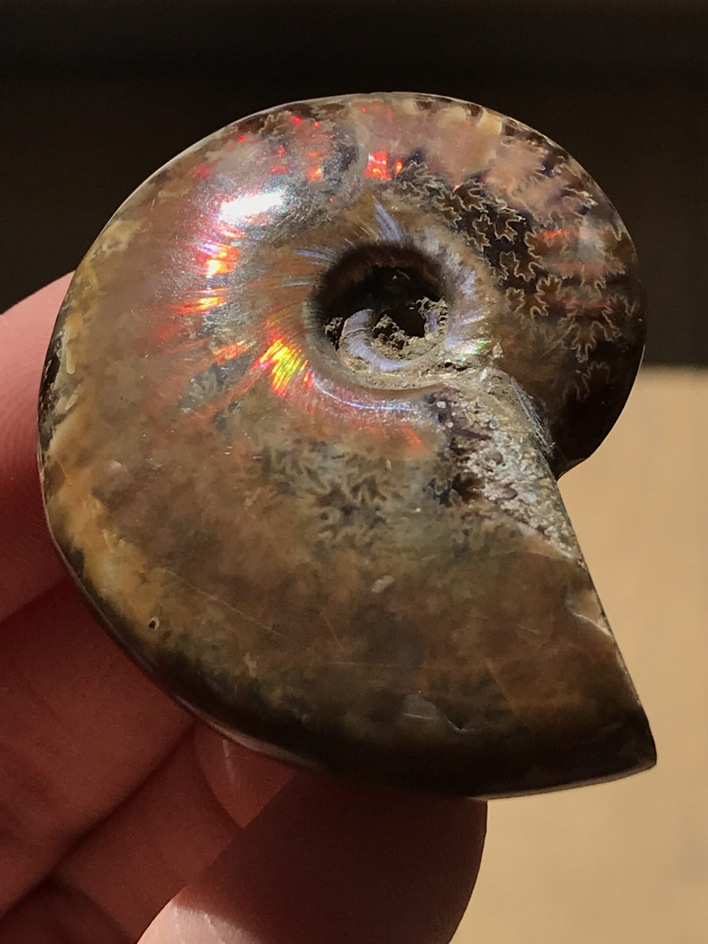マダガスカル産虹色オパール化アンモナイト 25g 4.7cm、1円スタート、赤緑黄色へそ青発色個体