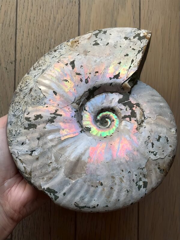 マダガスカル産 遊色虹色アンモナイトピンク（クレオニラス）桃紫黄発色　巨大個体