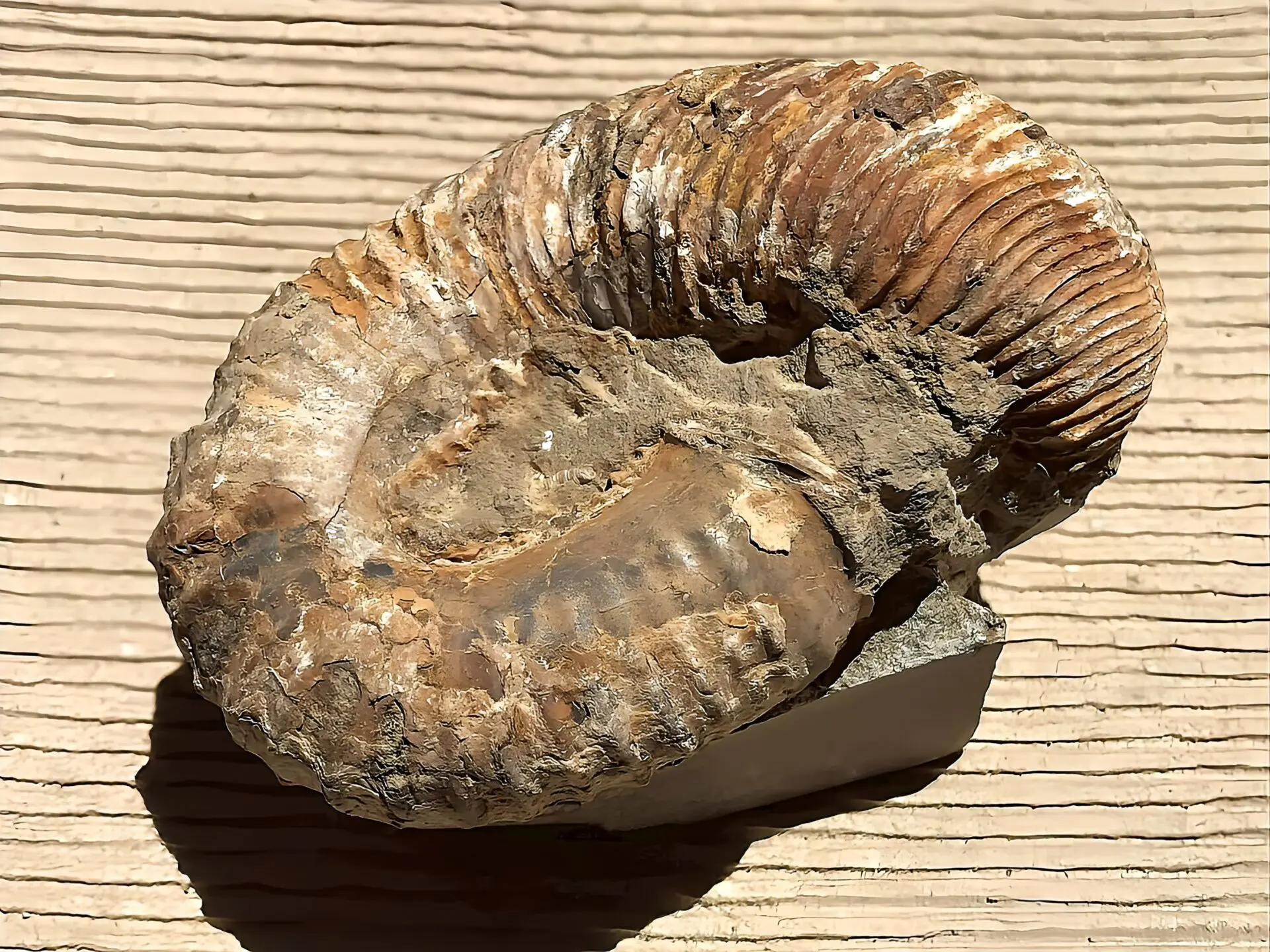 アンモナイトの化石 動画】【1点もの】マダガスカル産アンモナイトの化石 2個(ペア