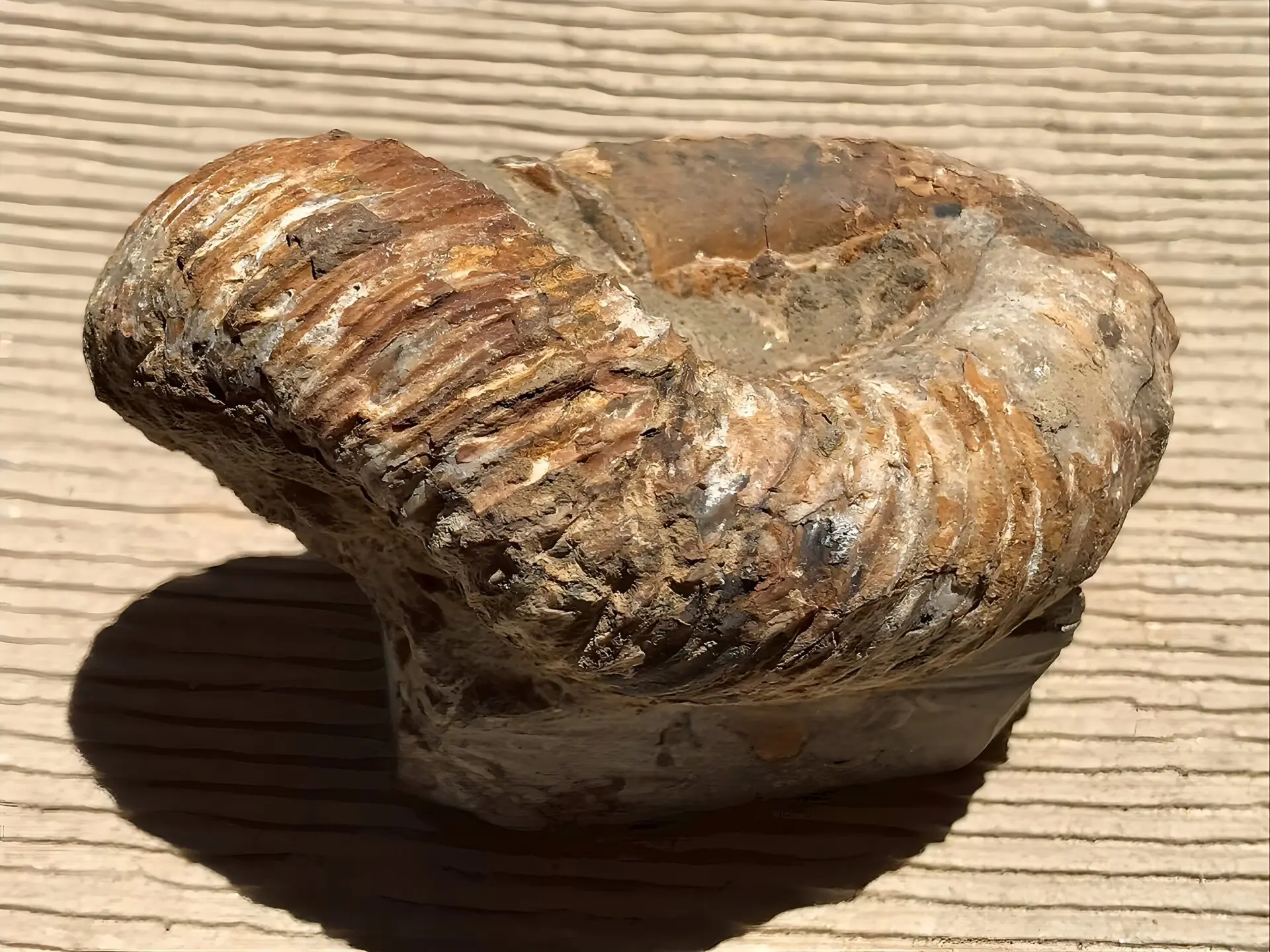 新入荷〉マダガスカル産 アンモナイト化石（ノストセラス）母岩つき