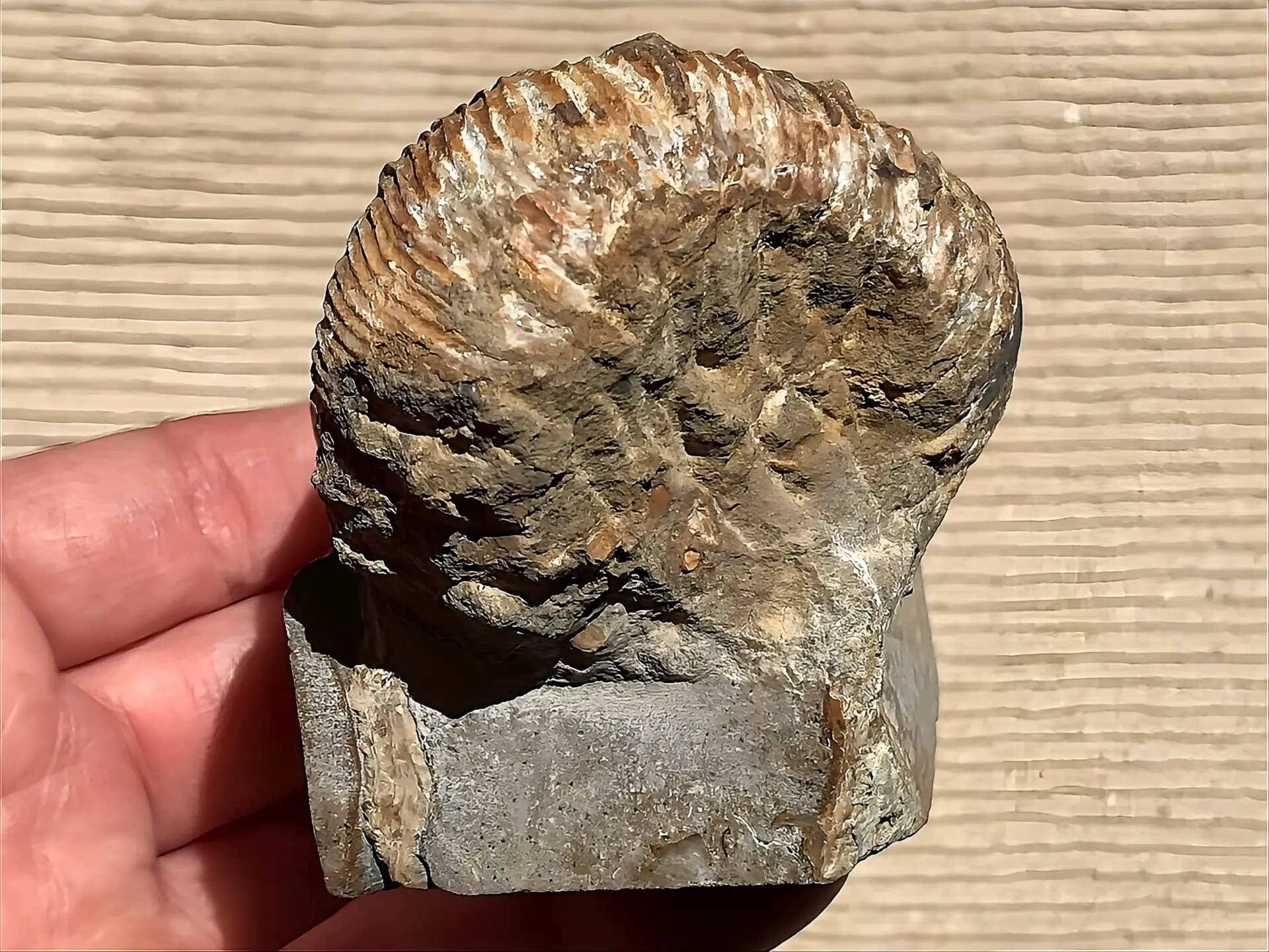 新入荷〉マダガスカル産 アンモナイト化石（ノストセラス）母岩つき