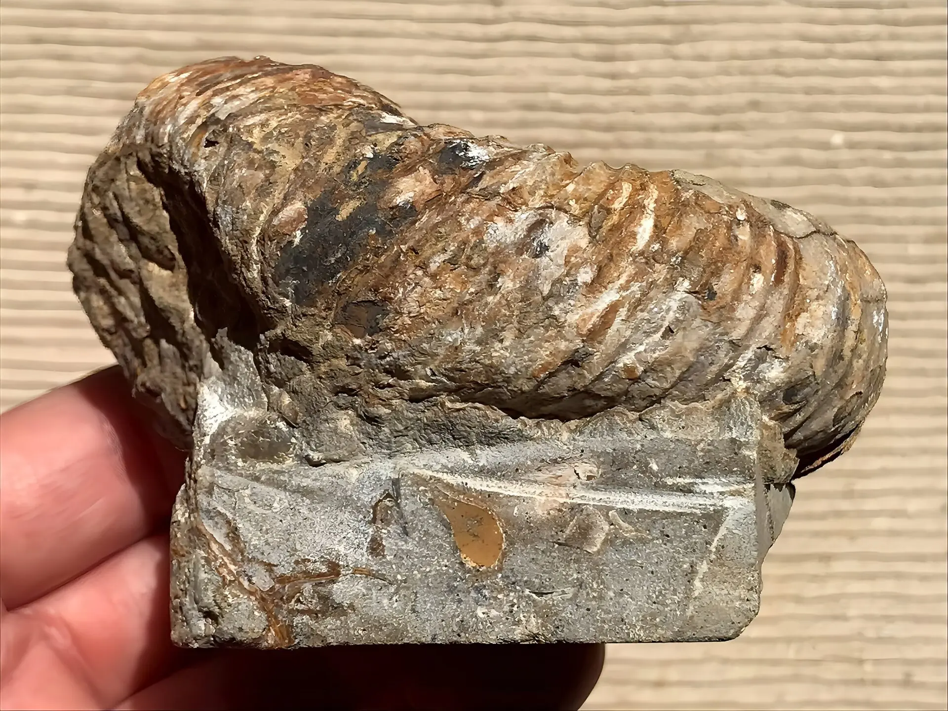 〈新入荷〉マダガスカル産　アンモナイト化石（ノストセラス）母岩なし　稀少 新入荷〉マダガスカル産 アンモナイト化石（ノストセラス）母岩