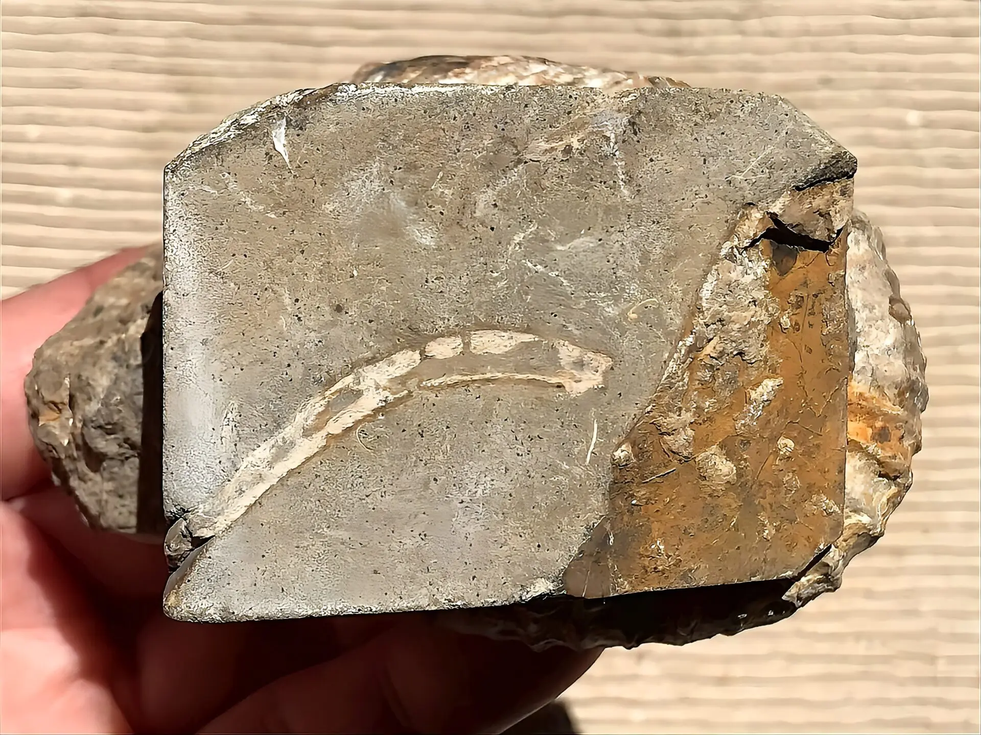 新入荷〉マダガスカル産 アンモナイト化石（ノストセラス）母岩つき