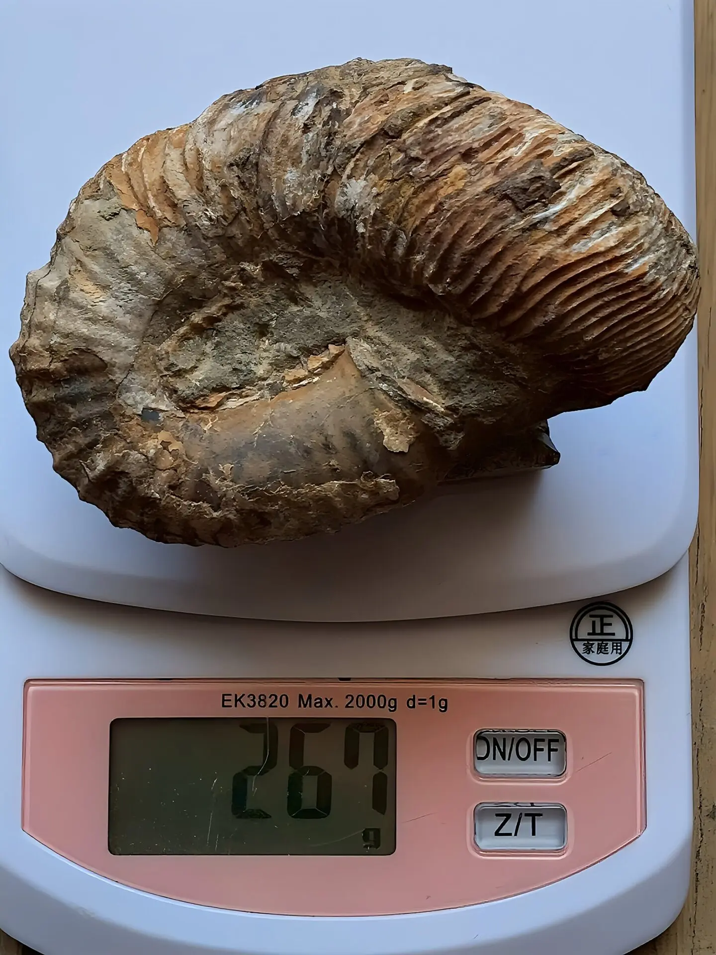 マダガスカル産　異常巻きアンモナイト化石（ノストセラス）母岩付き マダガスカル産 異常巻きアンモナイト化石（ノストセラス）母岩