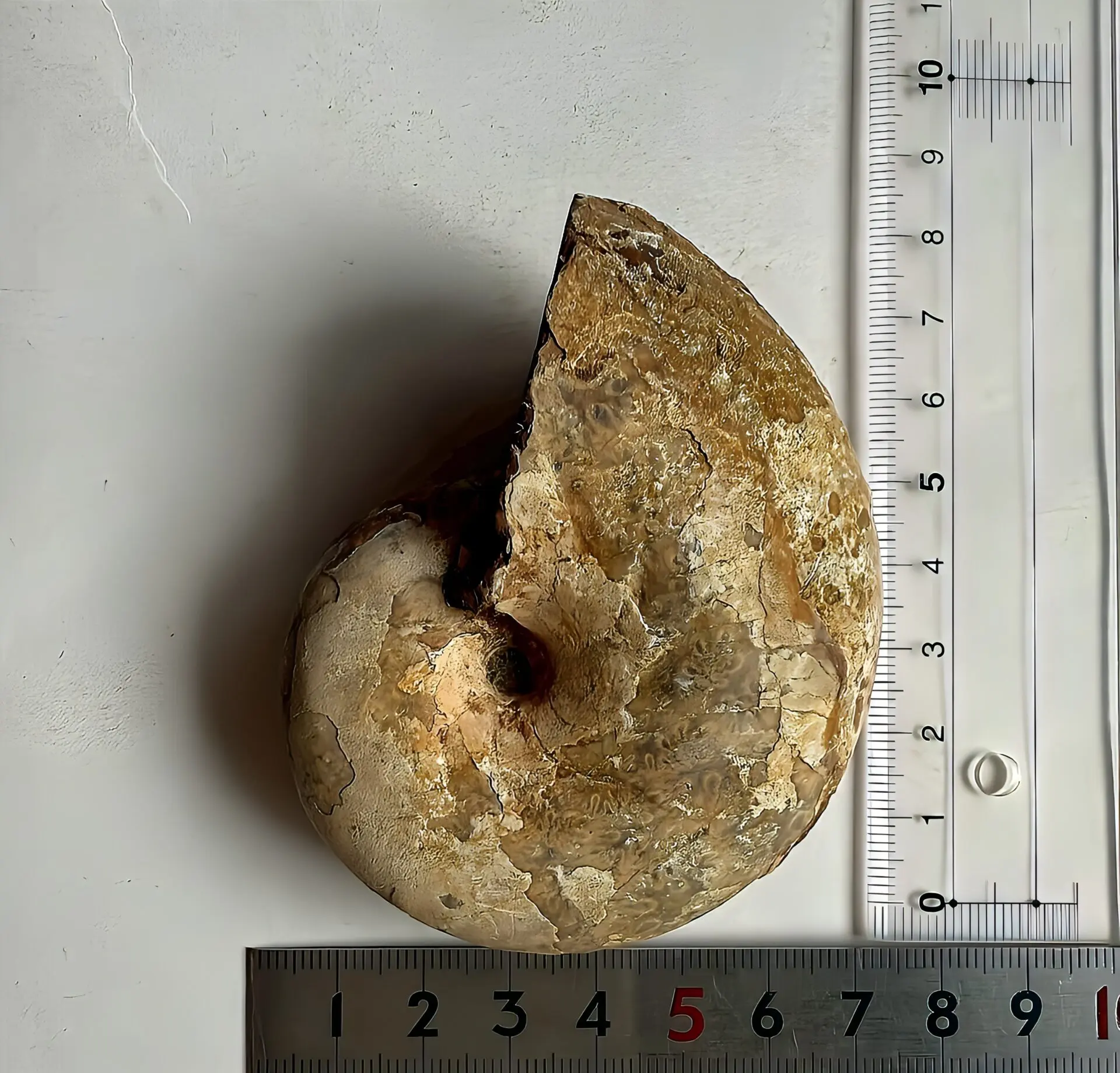 マダガスカル産アンモナイト-未研磨（プチコフィロセラス）赤銅色貴重