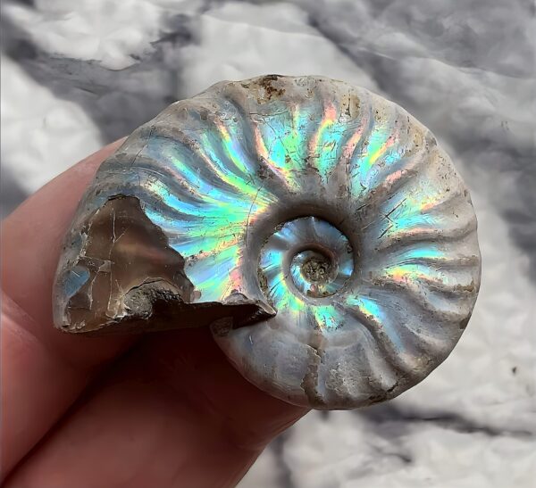 マダガスカル産 遊色虹色アンモナイト-青ピンク青緑発色 マダガスカリエンス