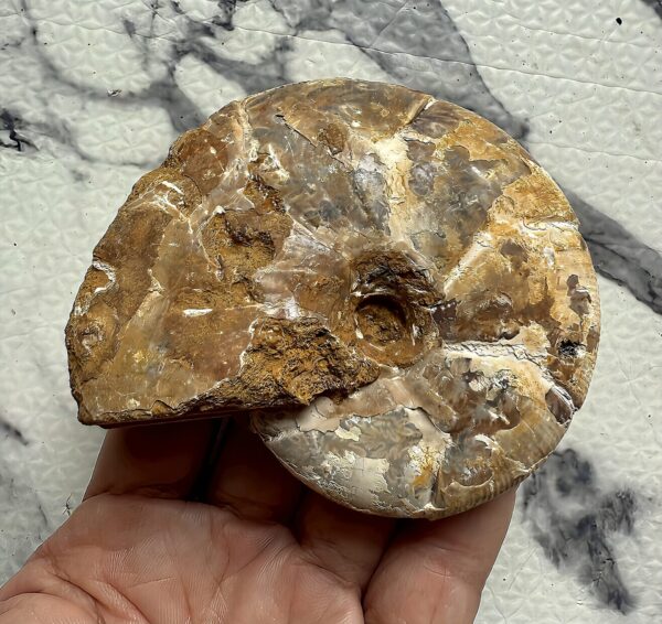 マダガスカル産アンモナイト-白褐色（ホルコフィロセラス）未研磨チュレア地層産　中サイズ個体