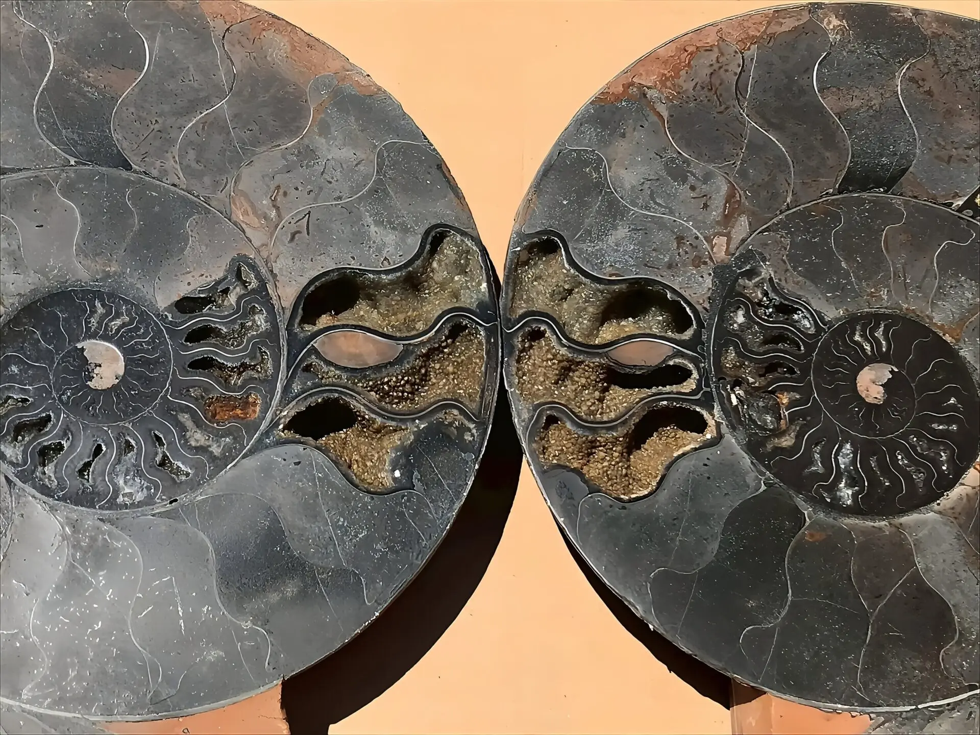 【限定出品】マダガスカル産　ブラックアンモナイト　スライス　裁断　博物館サイズ マダガスカル産ブラックアンモナイト化石 裁断 スライス 超特大個体