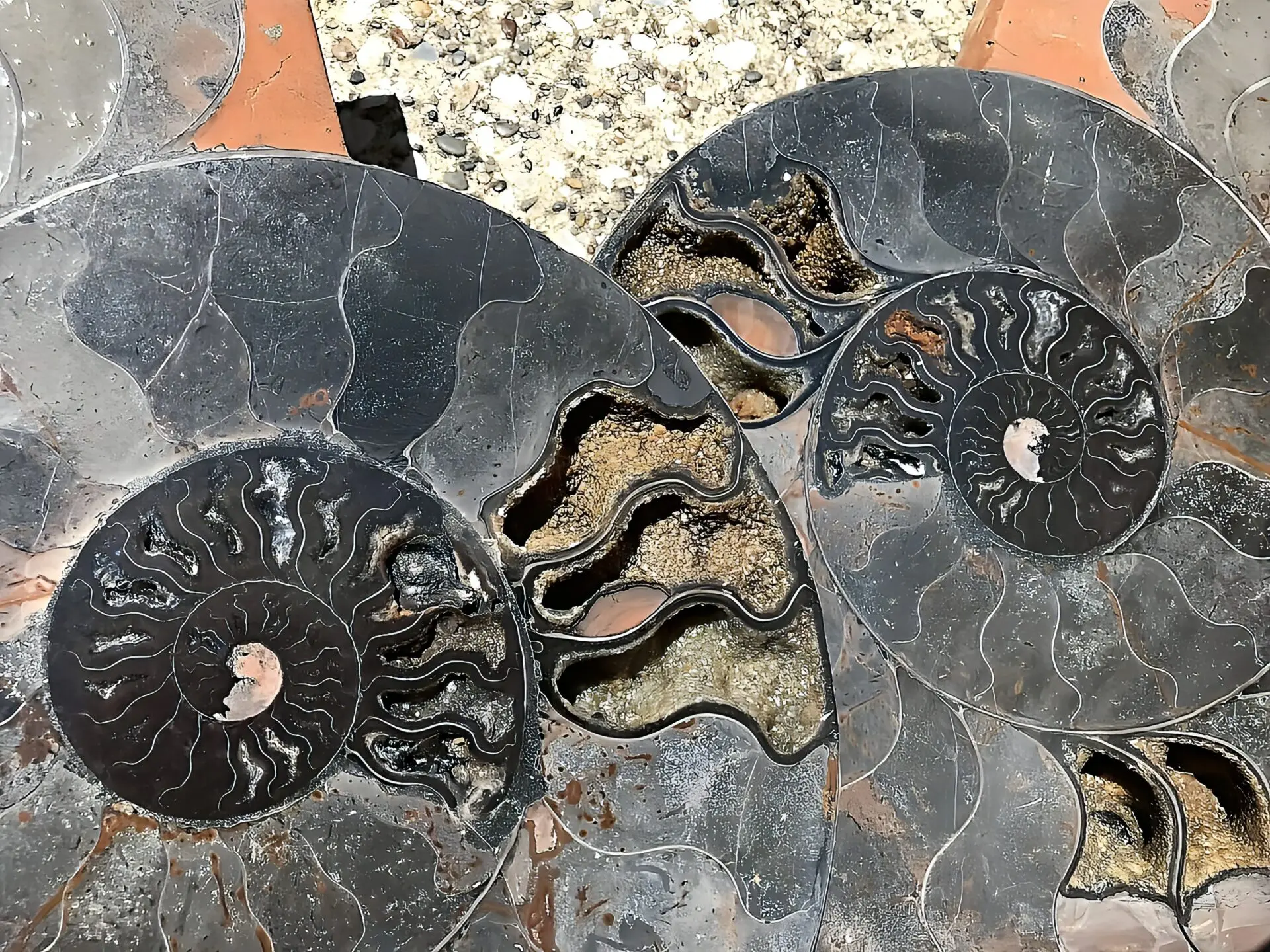 マダガスカル産 ブラックアンモナイト スライス 裁断 博物館サイズ