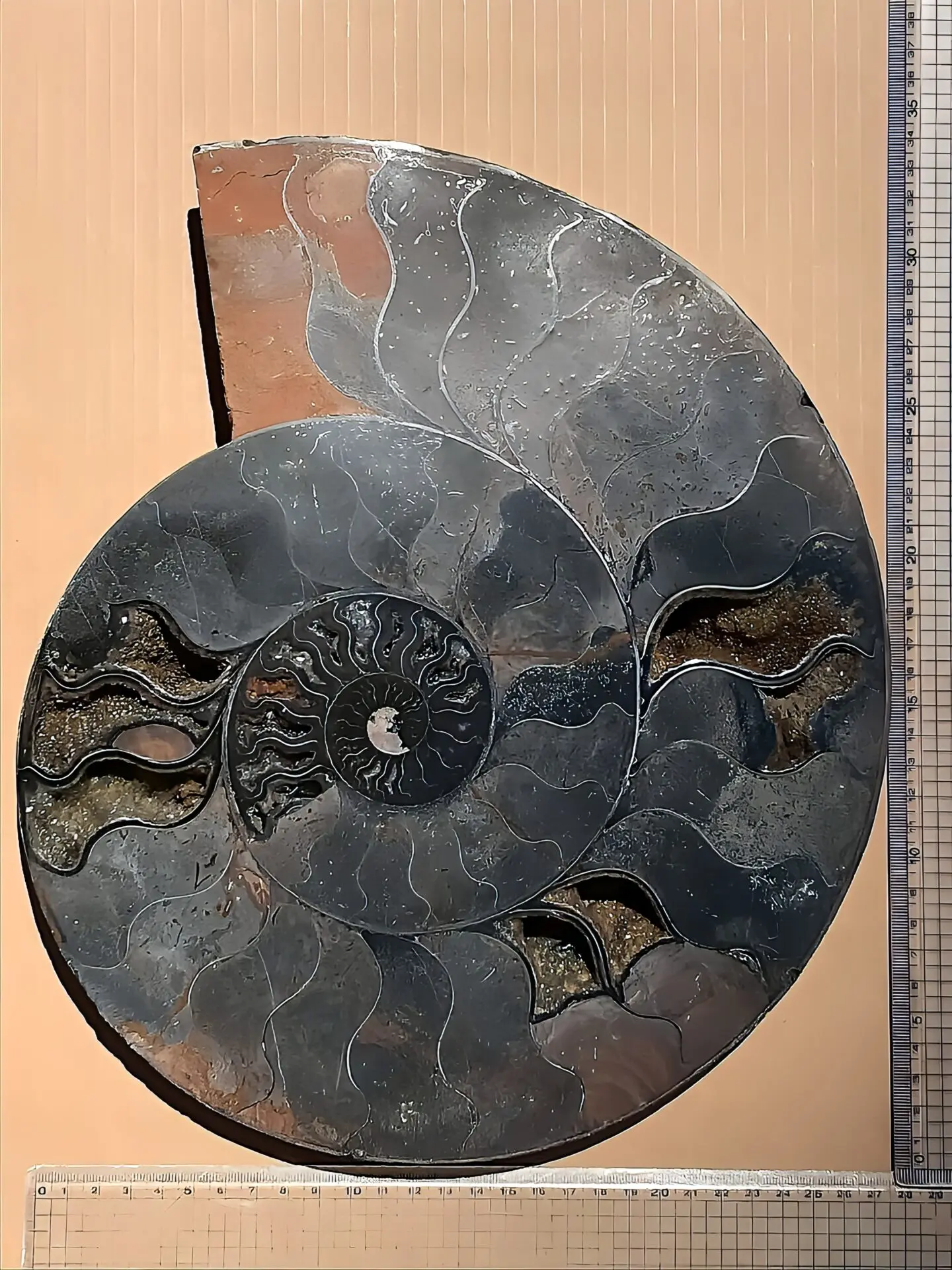 マダガスカル産 ブラックアンモナイト スライス 裁断 博物館サイズ