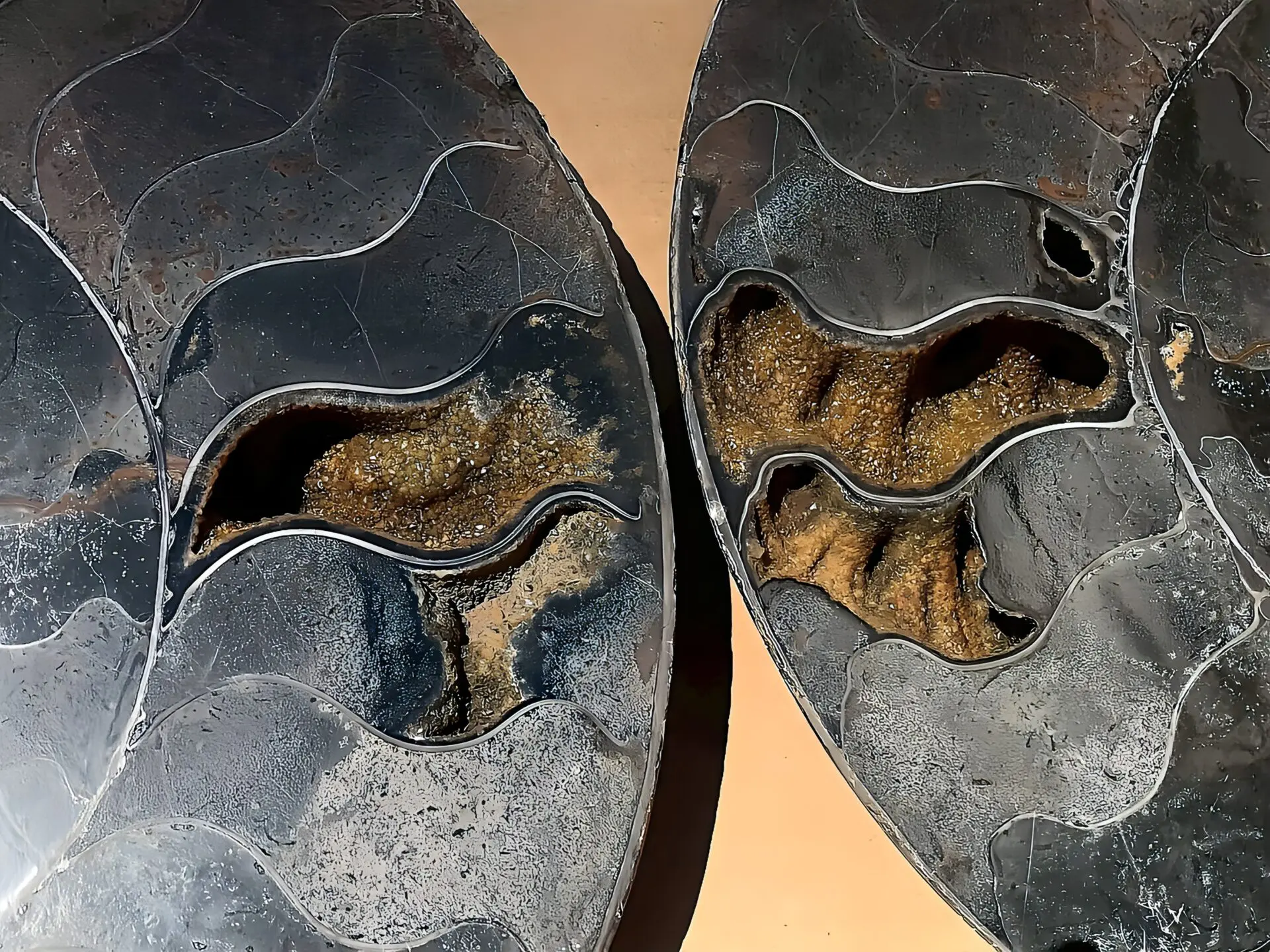 マダガスカル産 ブラックアンモナイト スライス 裁断 博物館サイズ