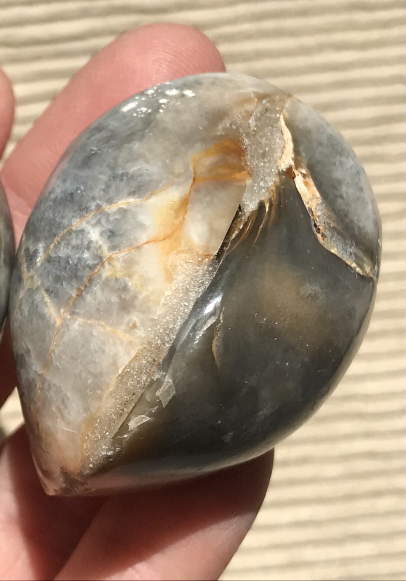 マダガスカル産 二枚貝の化石10個セット格安 総重量516g、5.4cm以下、1円スタート　天然個体