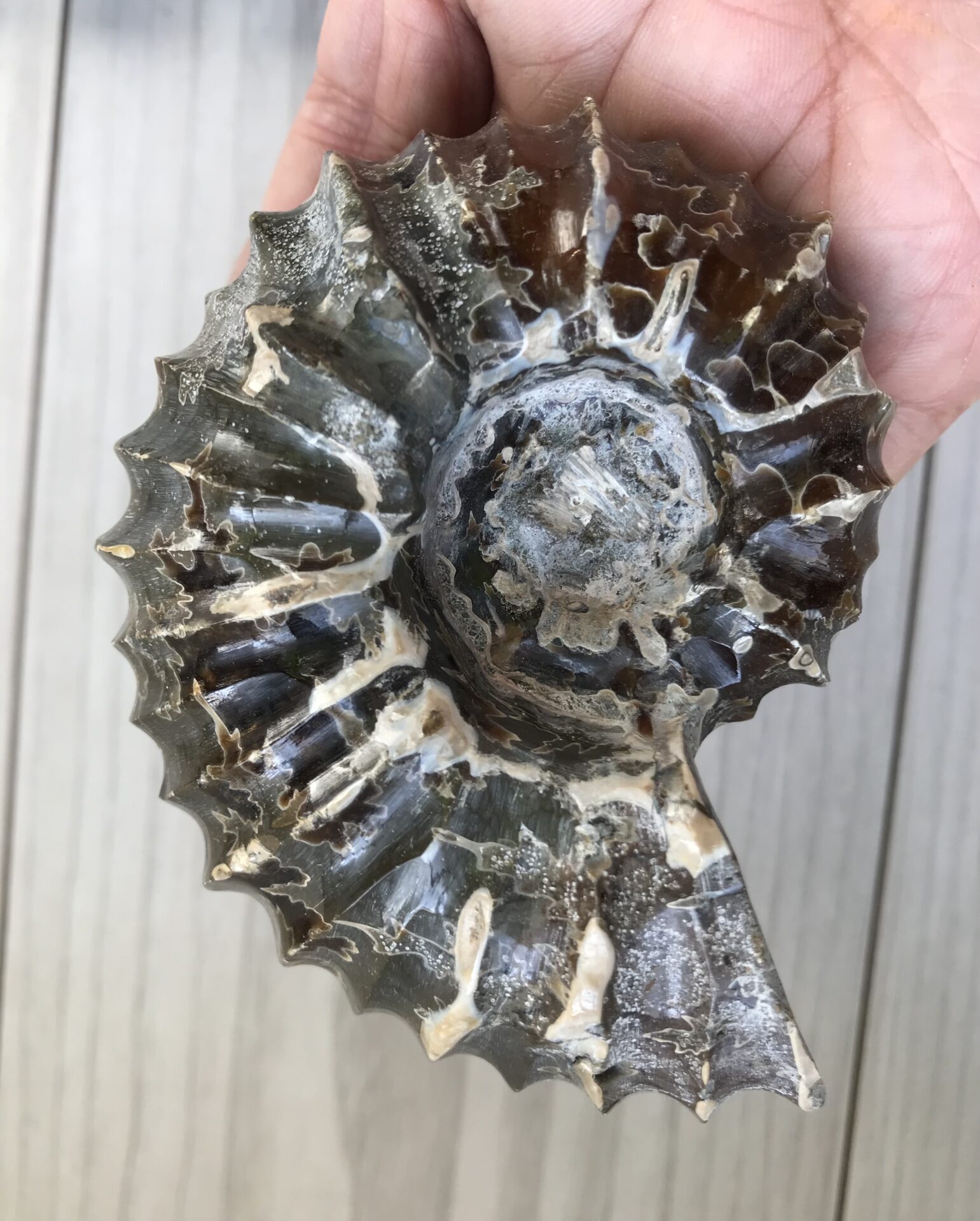マダガスカル産アンモナイト-ドウビレイセラス・マミラータム（Douvilleiceras mammilatum）290g 9.1cm