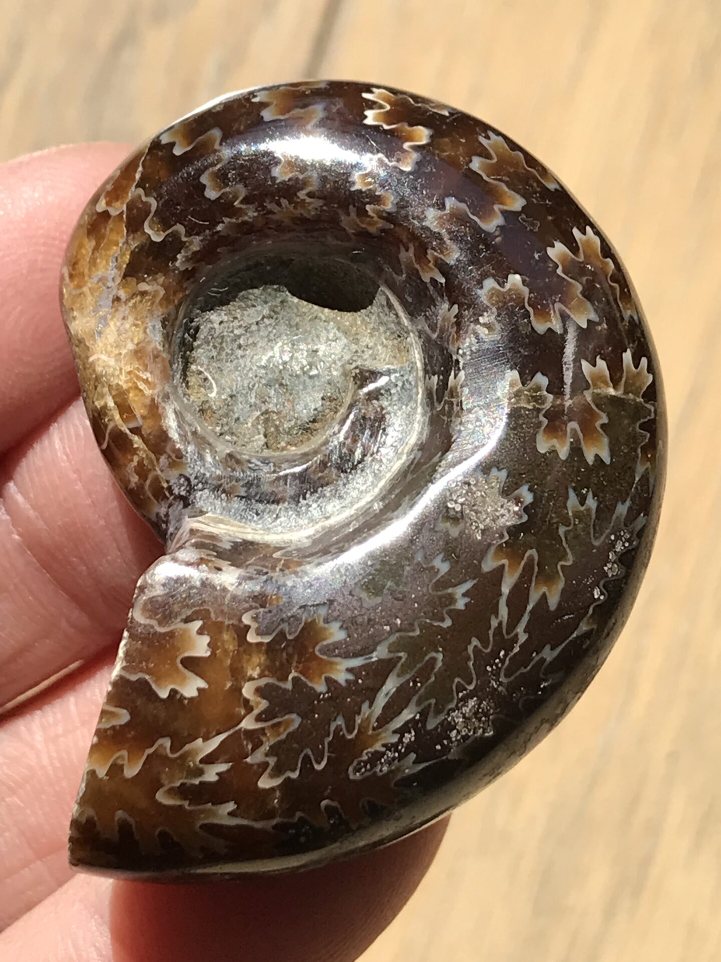 マダガスカル産 縫合線アンモナイト-（アルゴノウティセラス）、格安　32g 4.6cm、小サイズ個体