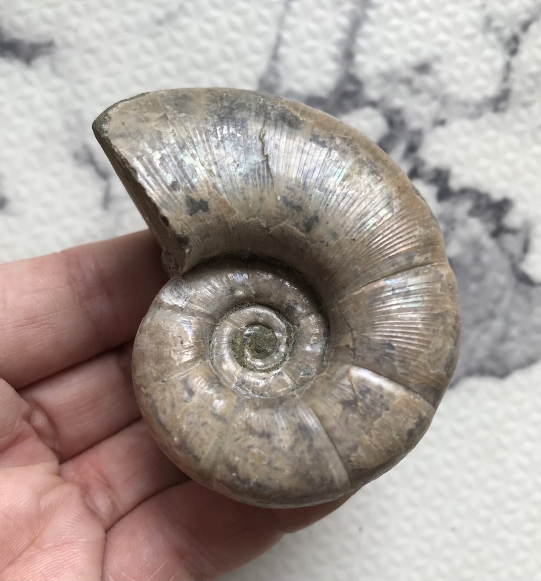 マダガスカル産アンモナイト-アルゴノウティセラス（Argonauticeras ）121g 6.8cm 稀少個体