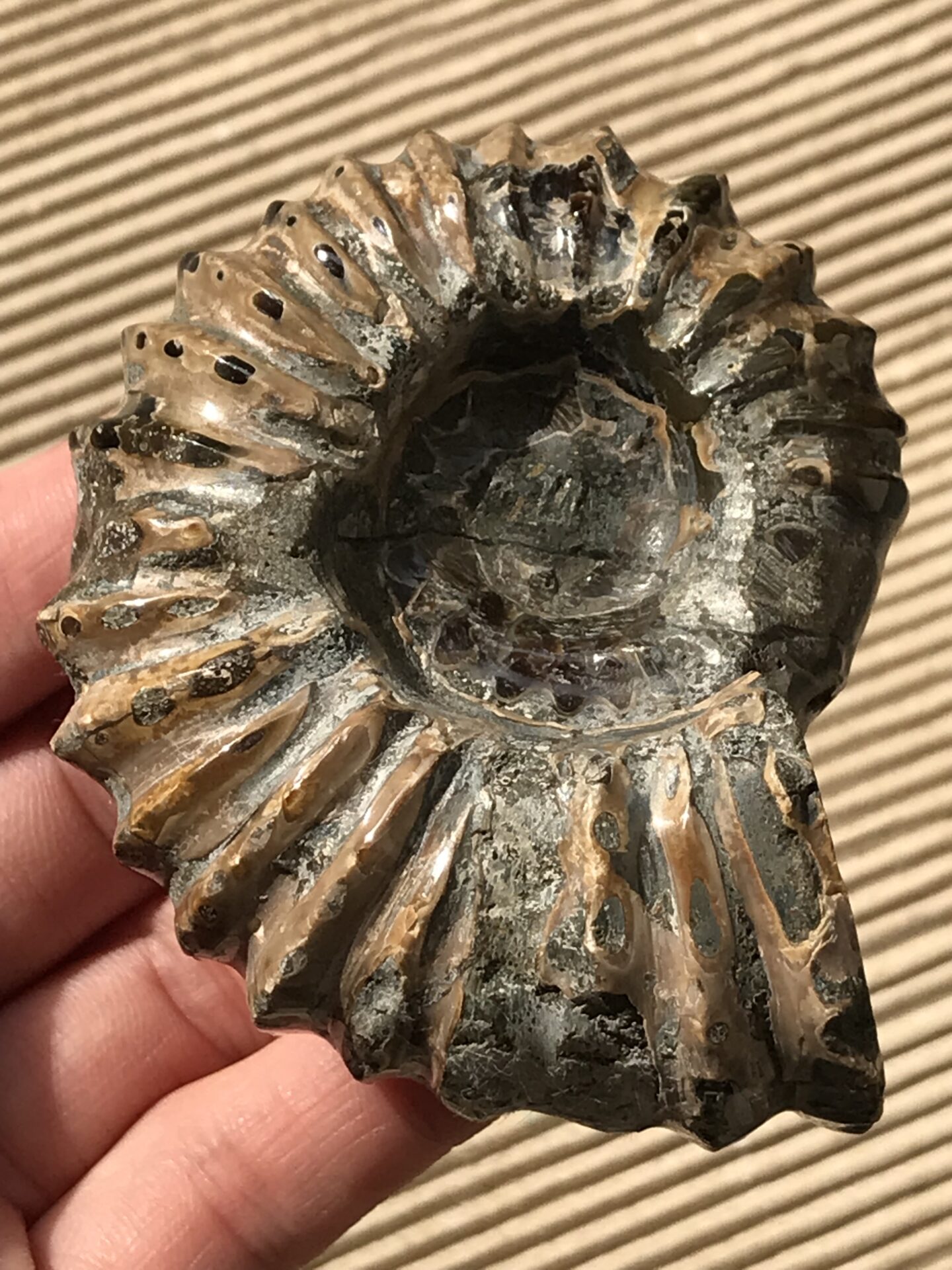 マダガスカル産アンモナイト-ドウビレイセラス・マミラータム（Douvilleiceras mammilatum）156g 7.4cm
