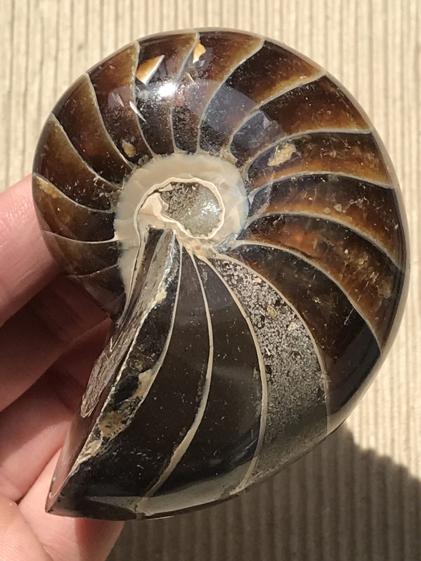 マダガスカル産オウムガイノーチラス・アンモナイト化石約8.2cm 重量255g 研磨個体