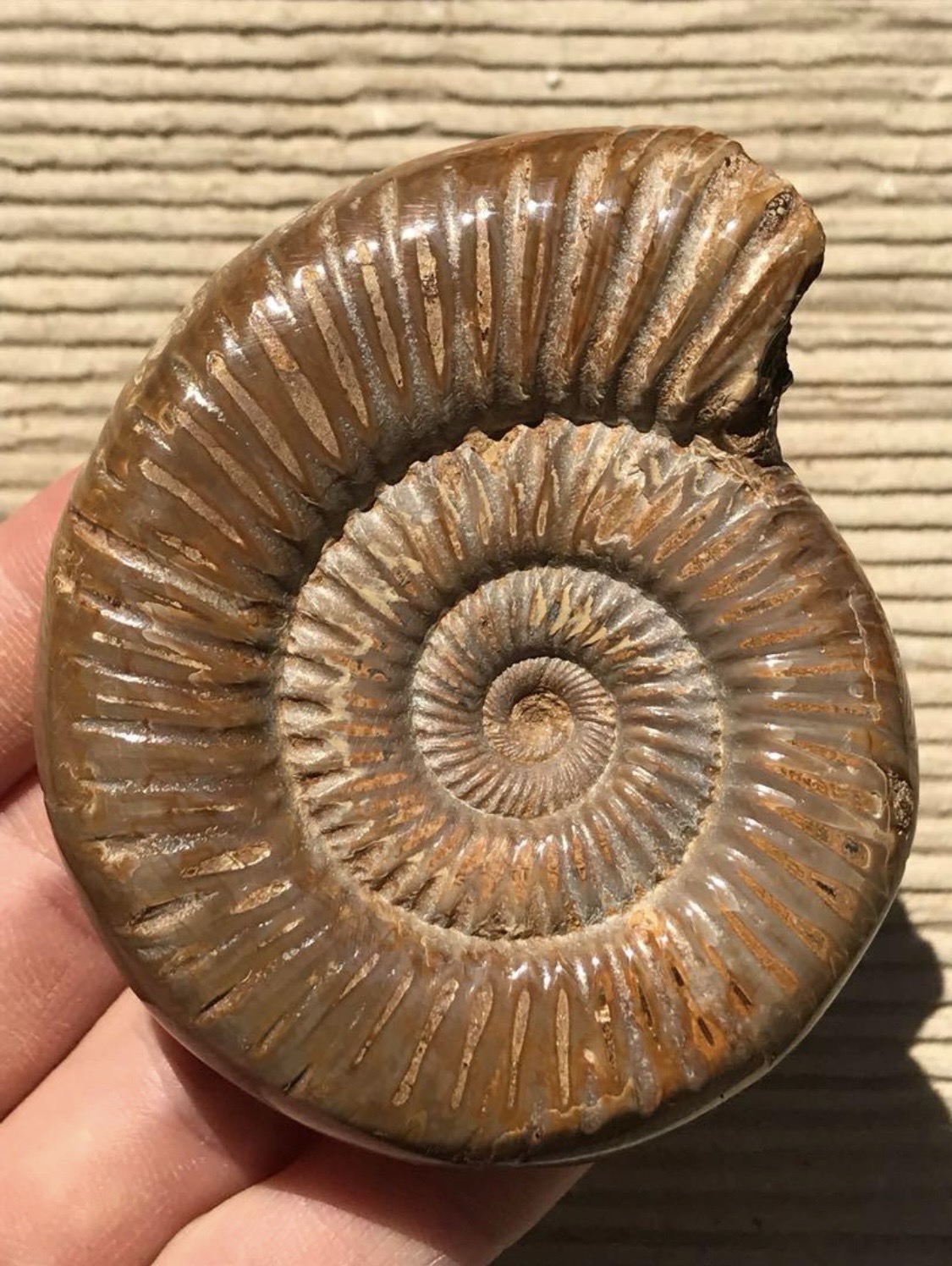 マダガスカル産 褐色アンモナイト化石(ペリスフィンクテス）研磨個体