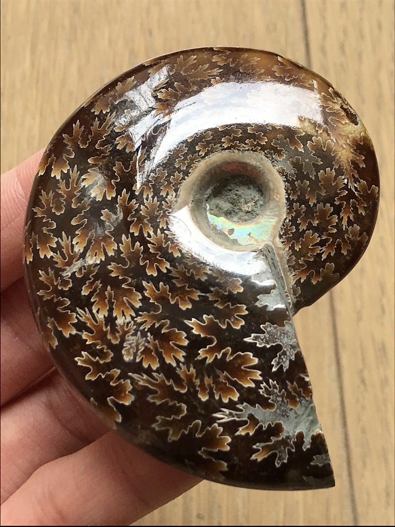 マダガスカル産直輸入、縫合線の浮き出るアンモナイト化石 7.0cm 71g 小個体 天然の穴あり